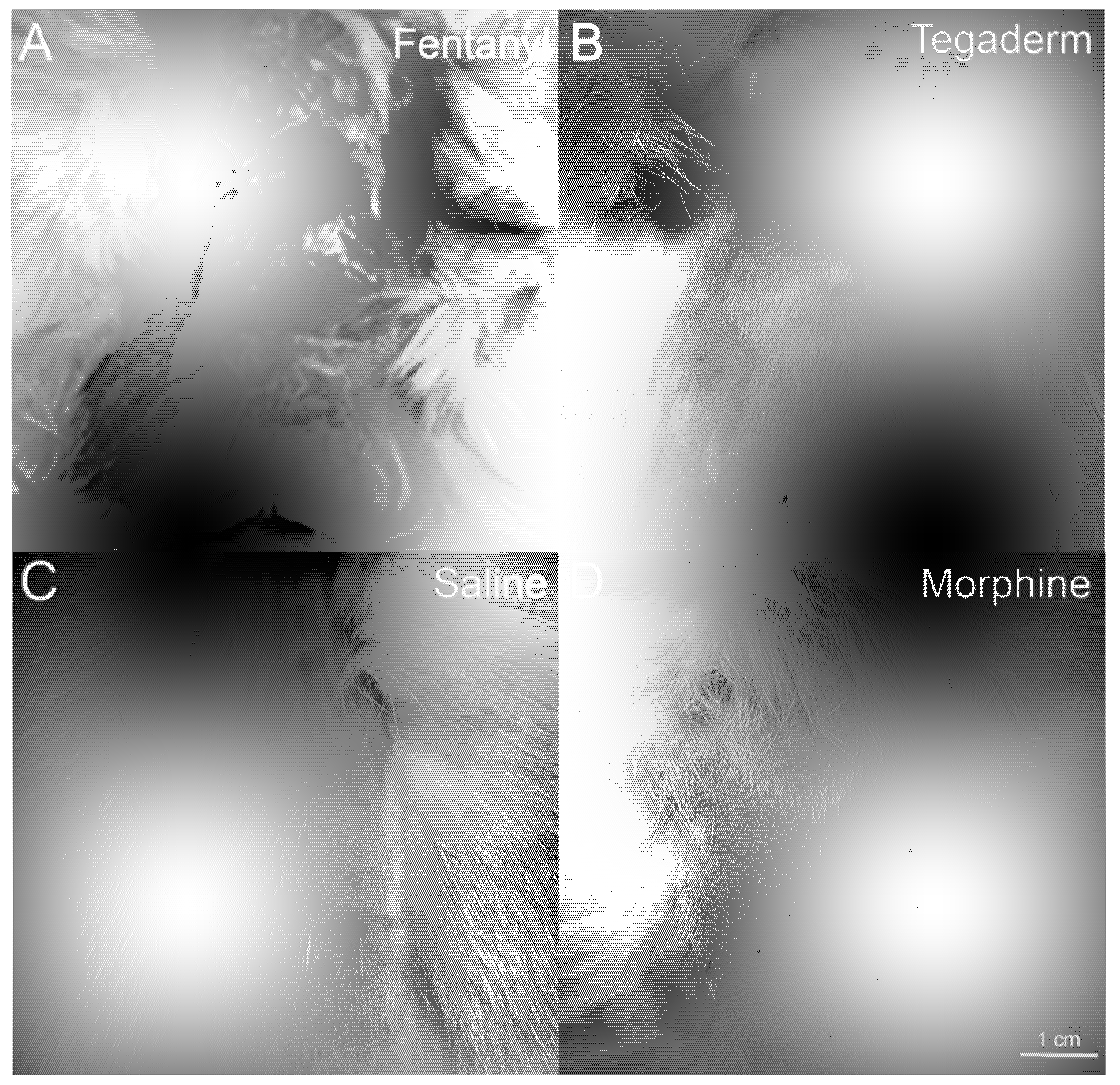 Osteology 01 00021 g004 550