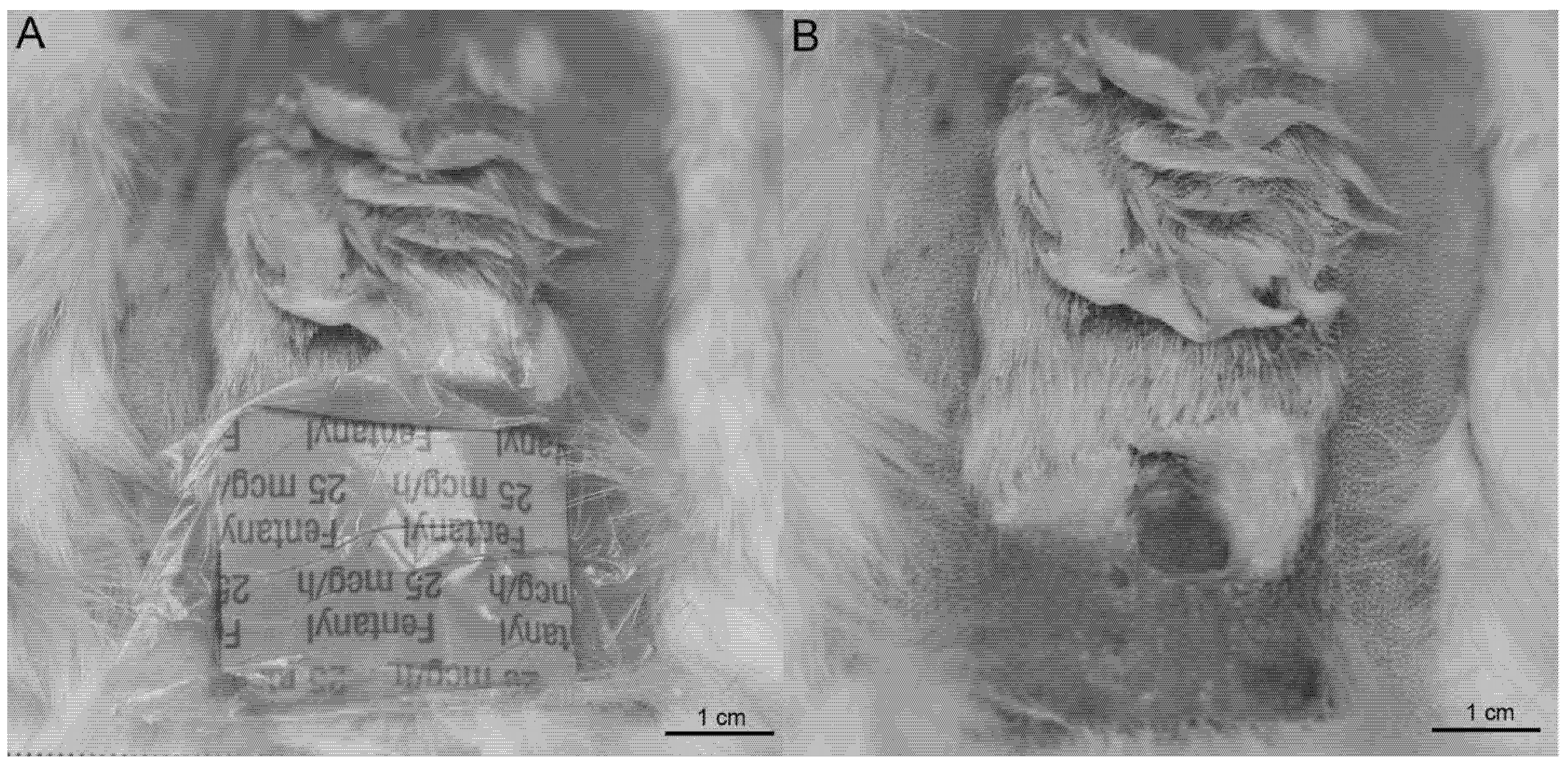 Osteology 01 00021 g006 550