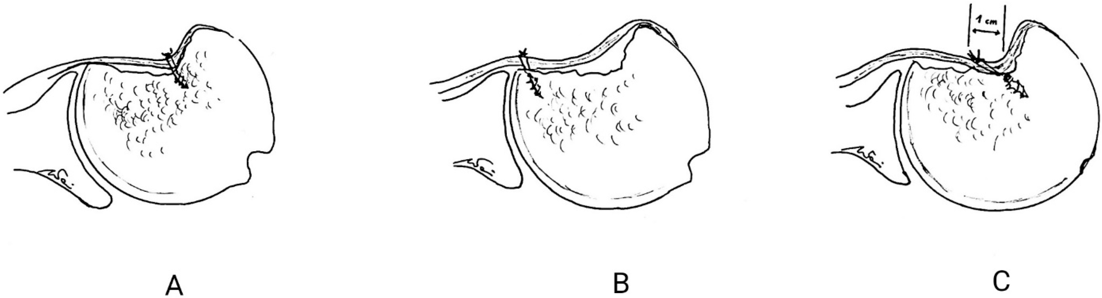 Osteology 02 00018 g004