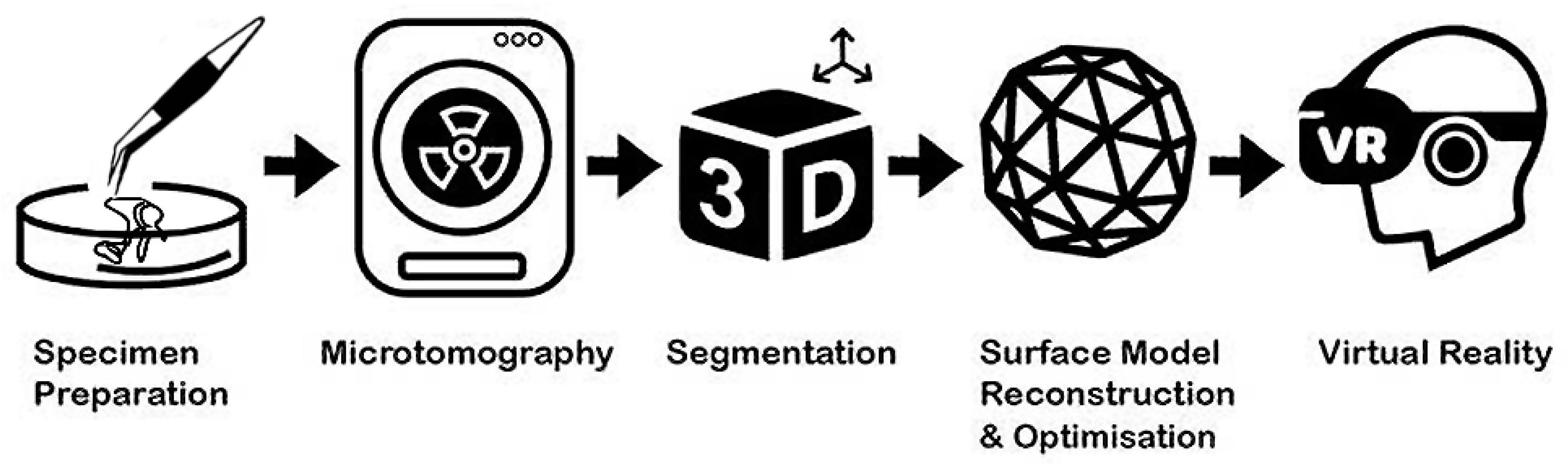 Osteology 03 00007 g001 Osteology 03 00007 g001