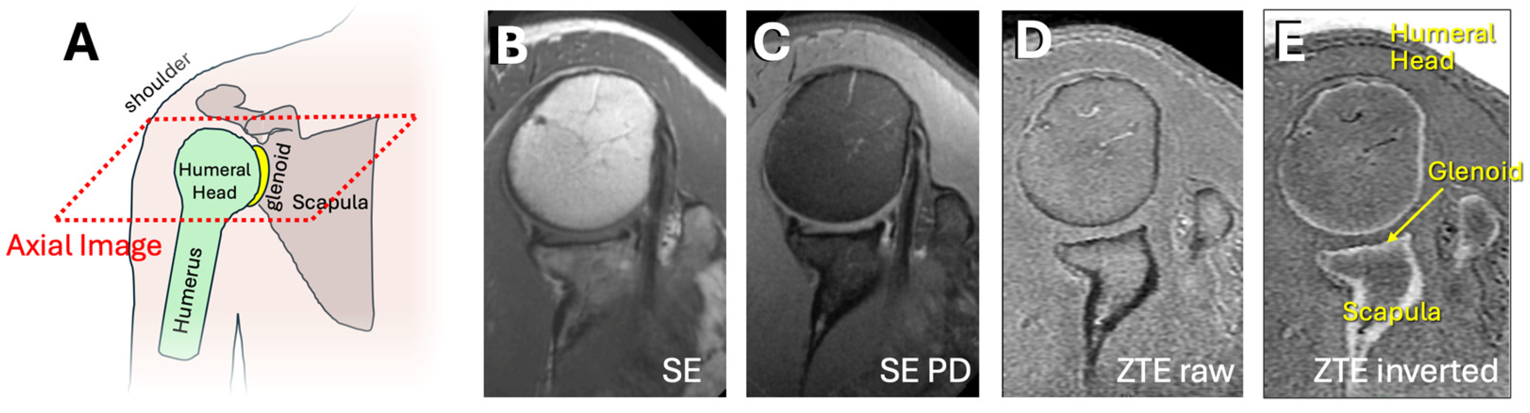Osteology 04 00008 g001
