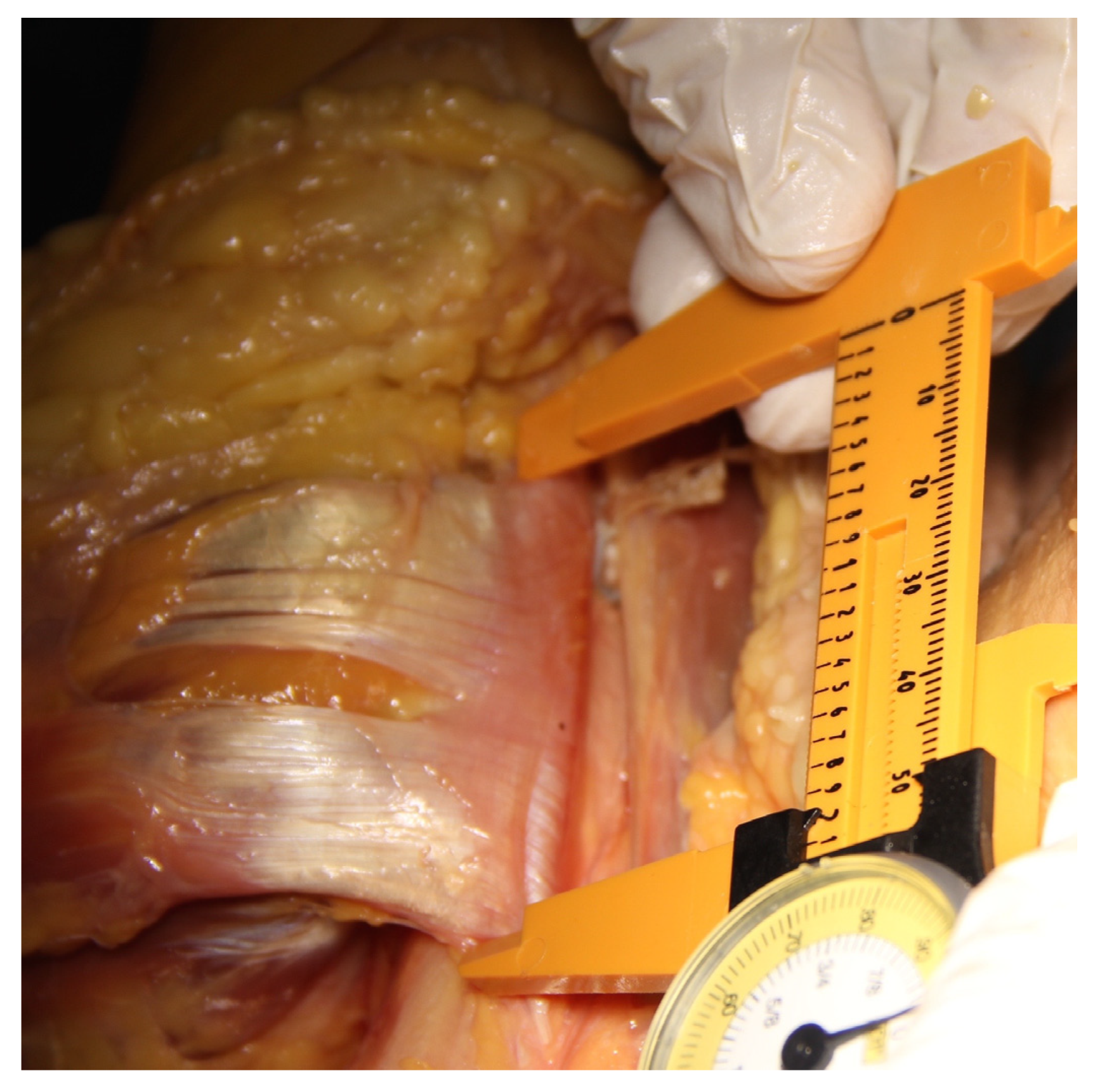 Osteology 05 00004 g002