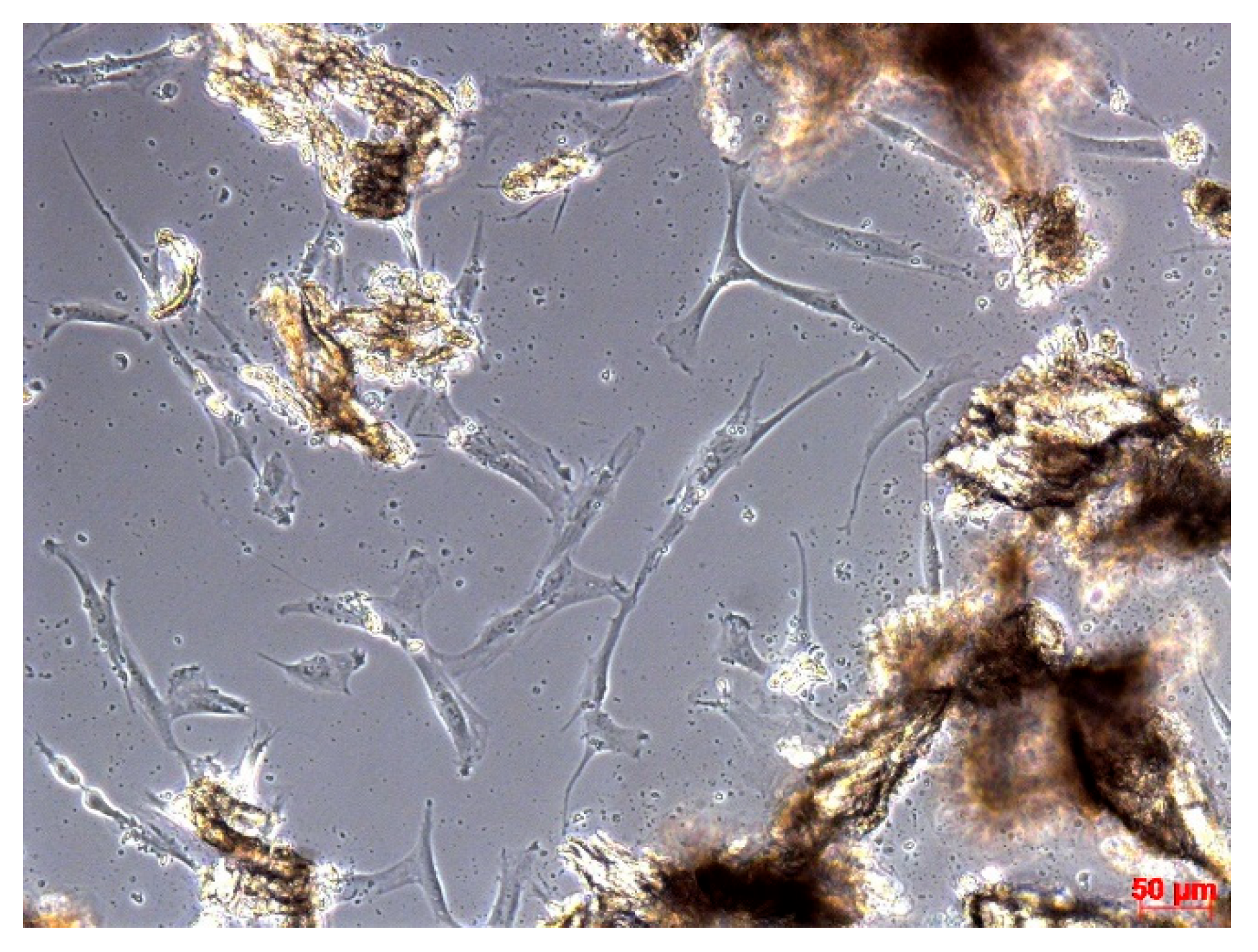 Osteology 05 00015 g003