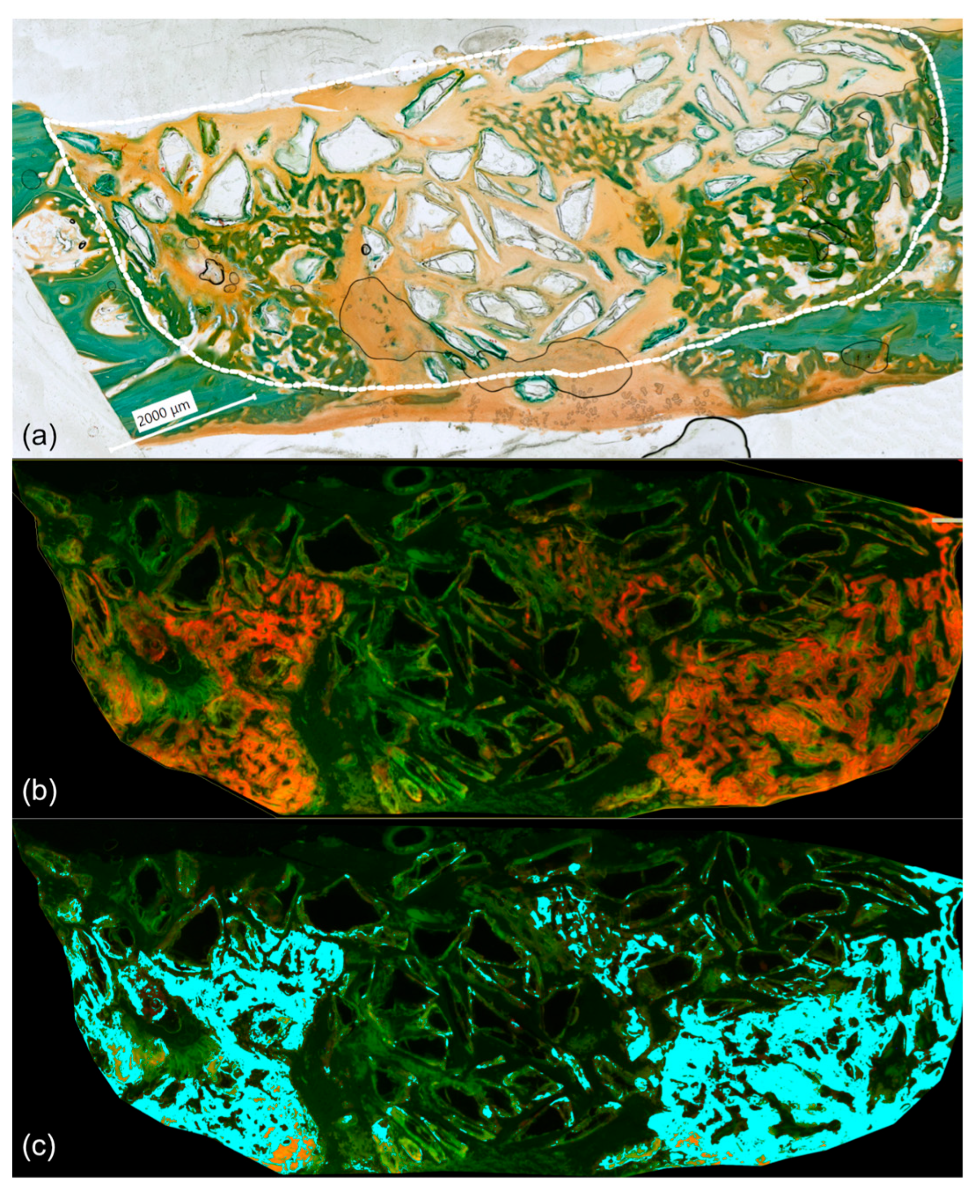 Osteology 05 00015 g007