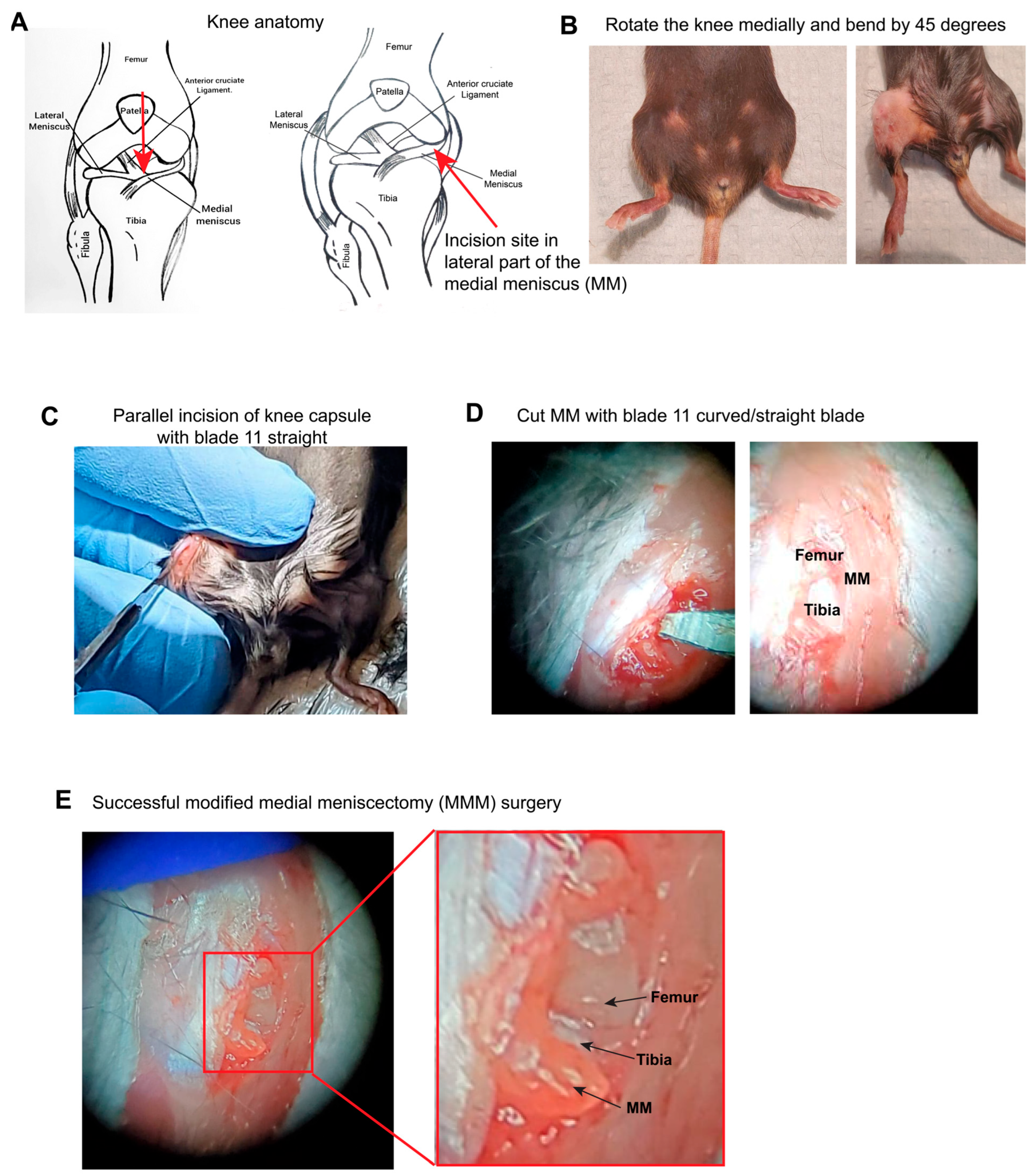 Osteology 05 00025 g001