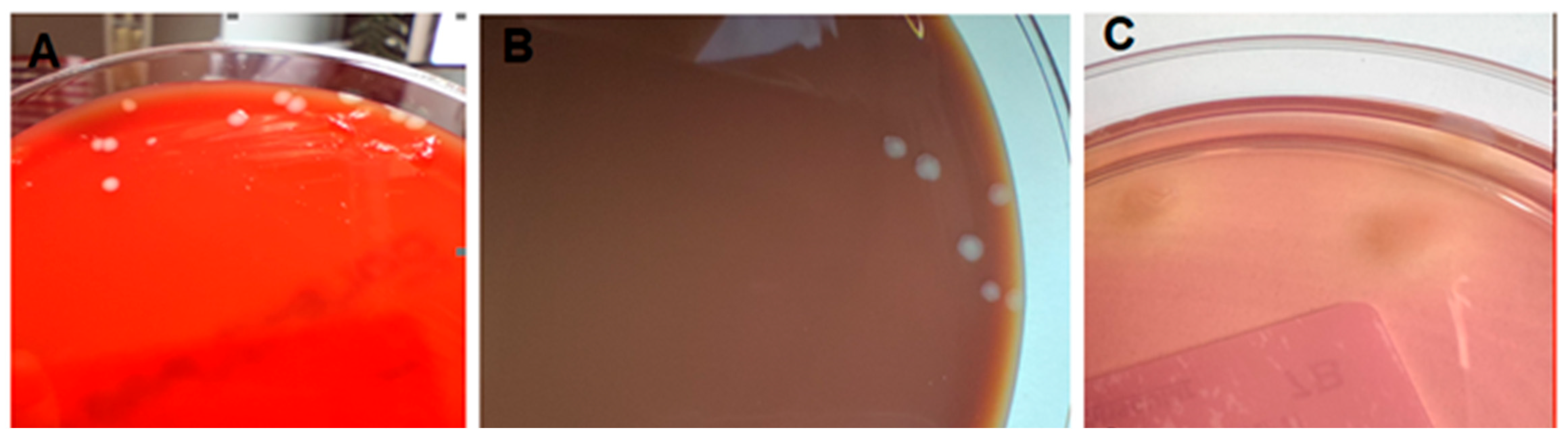 Osteology 05 00027 g002 Osteology 05 00027 g002