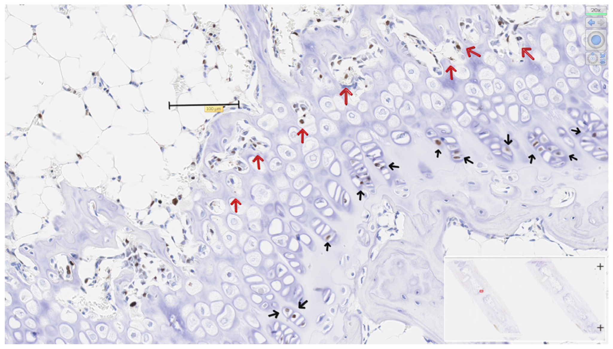 Osteology 05 00031 g004
