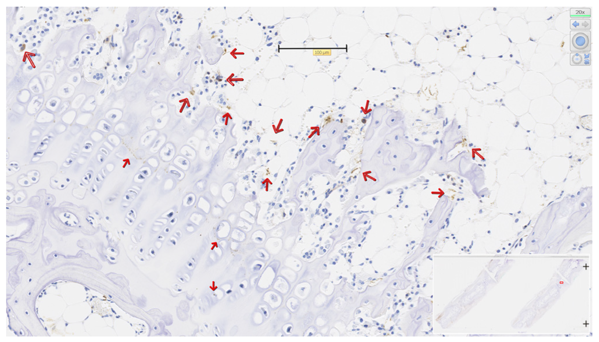 Osteology 05 00031 g005