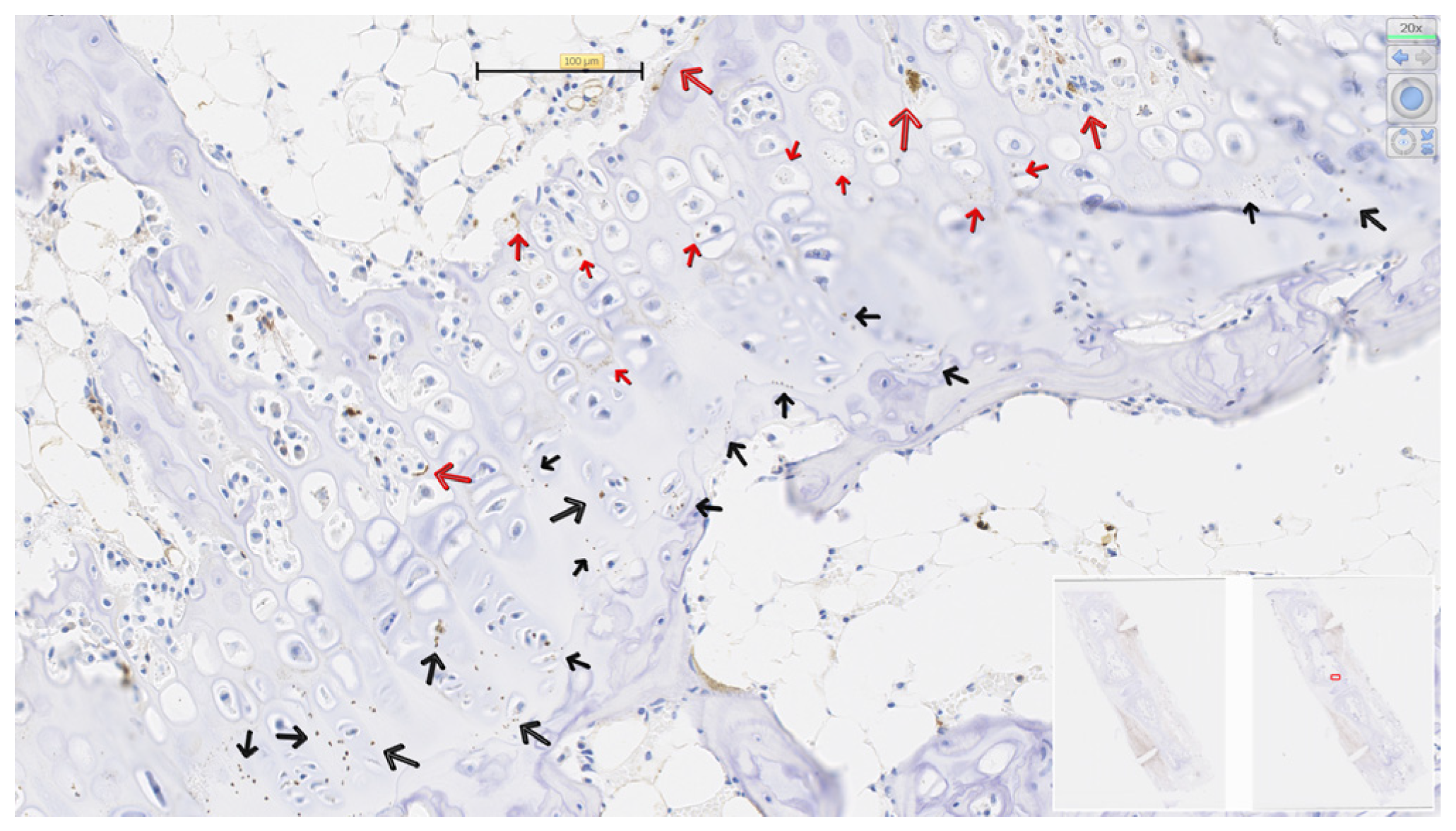 Osteology 05 00031 g006