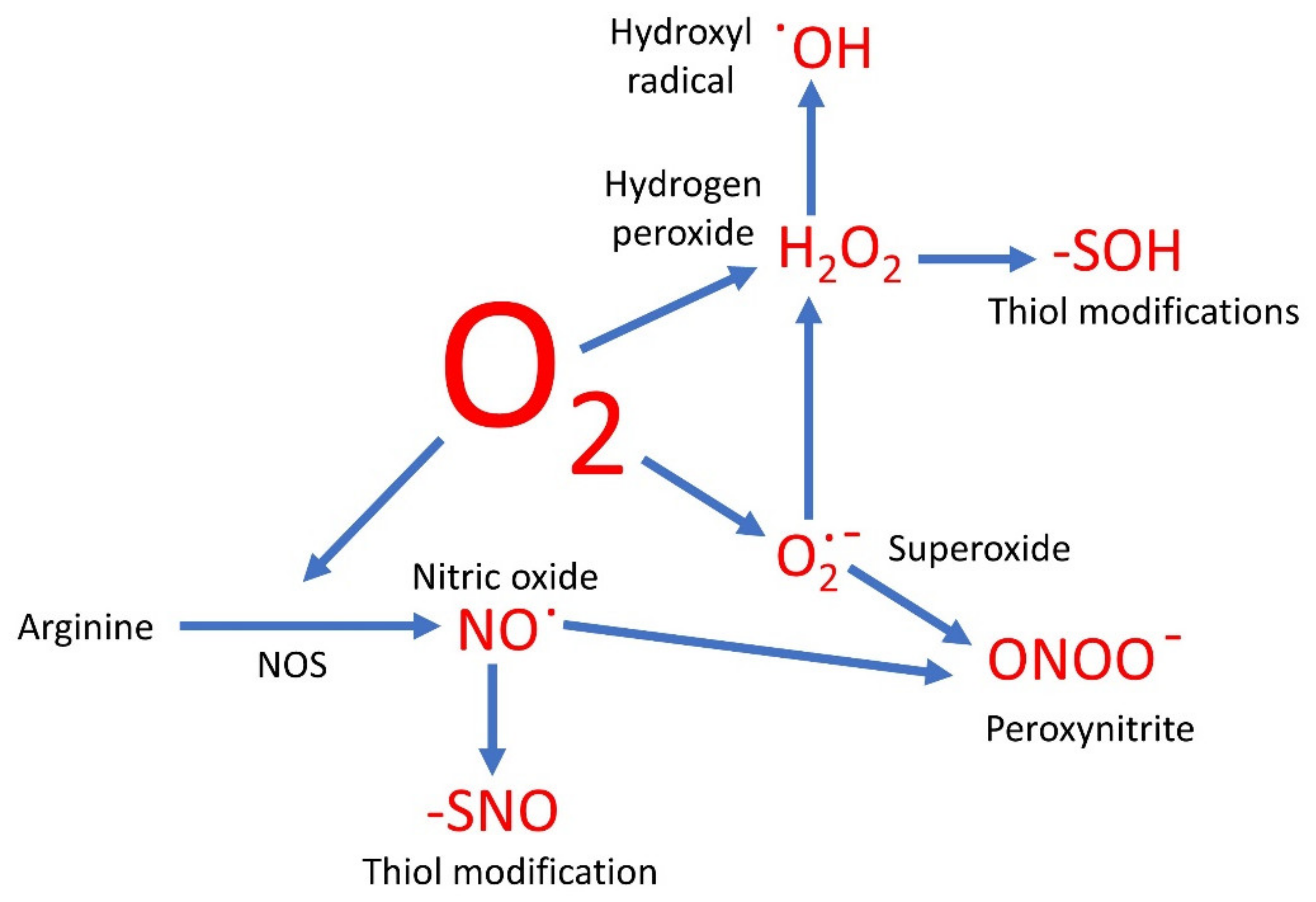 Oxygen 01 00002 g001 550