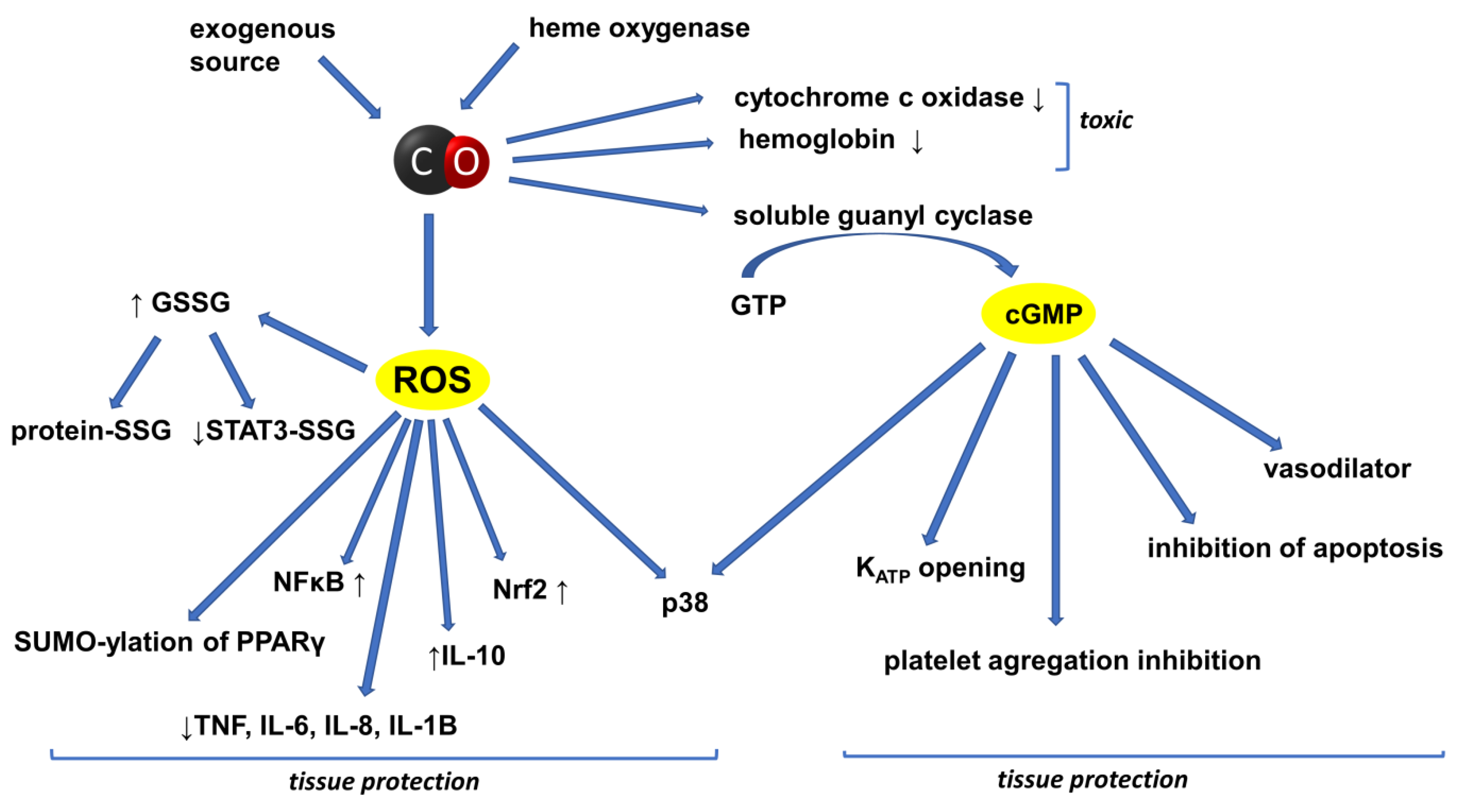 Oxygen 02 00012 g003 Oxygen 02 00012 g003