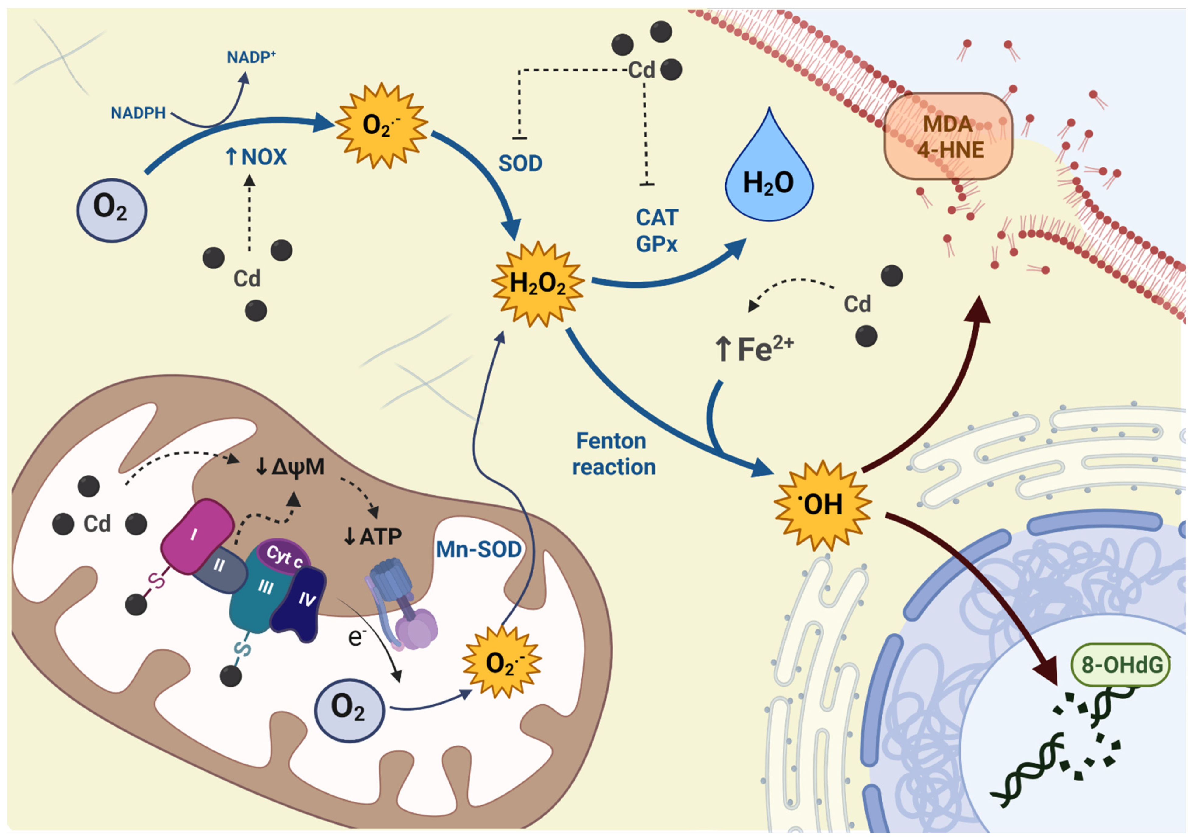 Oxygen 02 00015 g003