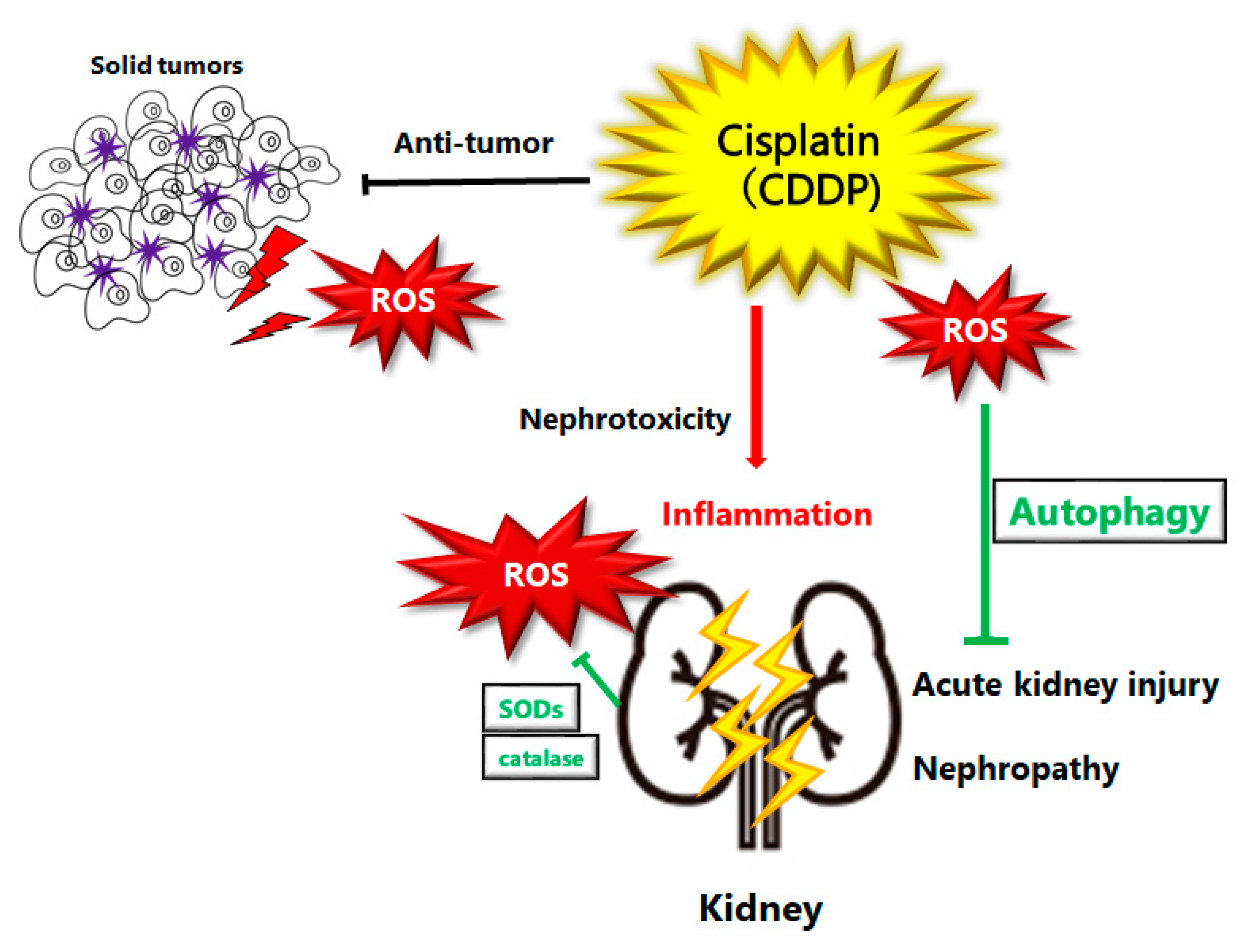 Oxygen Free FullText Roles of Reactive Oxygen Species and