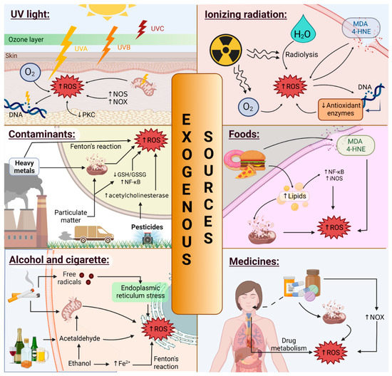 RONS and Oxidative Stress: An Overview of Basic Concepts