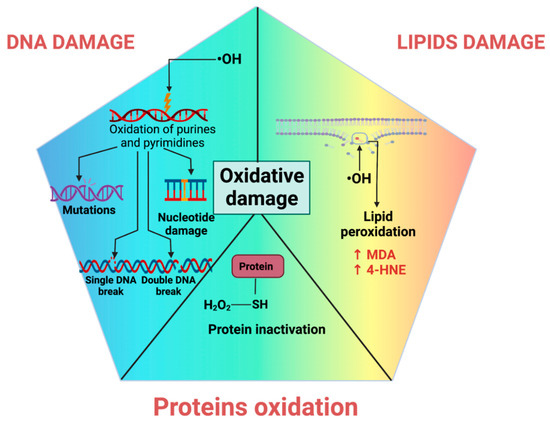 RONS and Oxidative Stress: An Overview of Basic Concepts