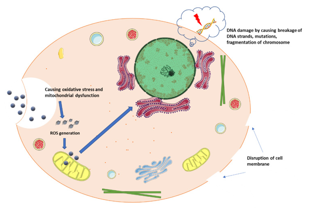Oxygen 02 00039 g001 Oxygen 02 00039 g001