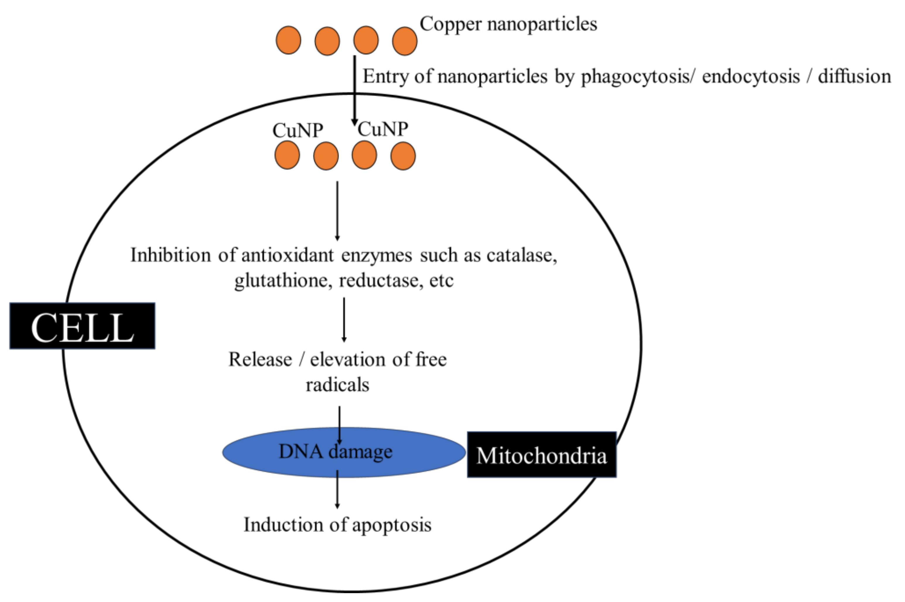 Oxygen 02 00039 g004 Oxygen 02 00039 g004