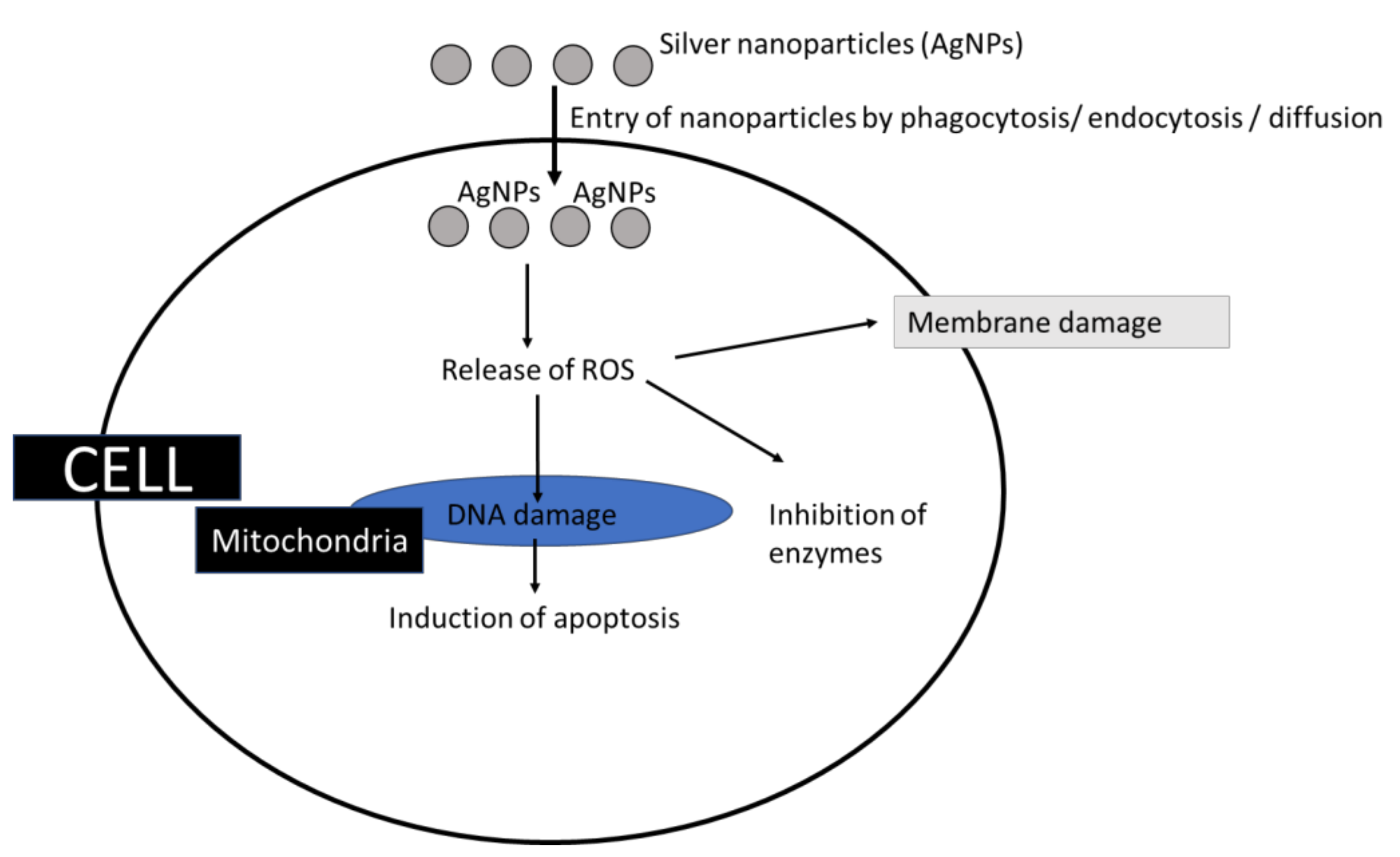 Oxygen 02 00039 g005 Oxygen 02 00039 g005