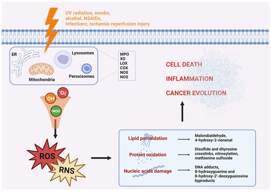 Oxygen Free Full Text The Ion Channels Involved in Oxidative