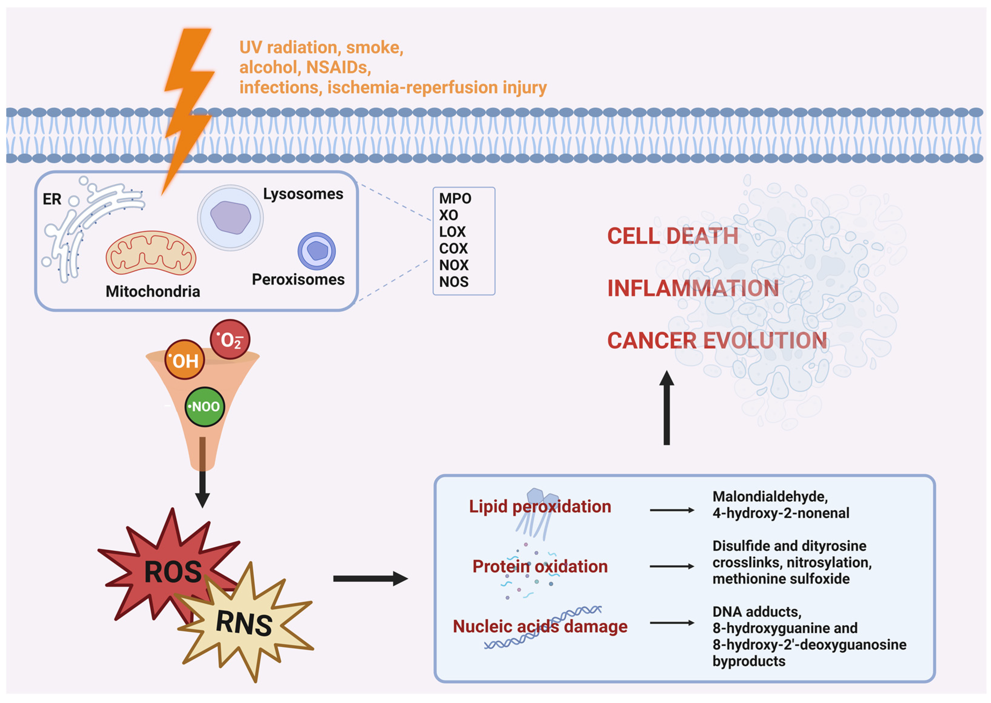 Oxygen Free Full Text The Ion Channels Involved in Oxidative