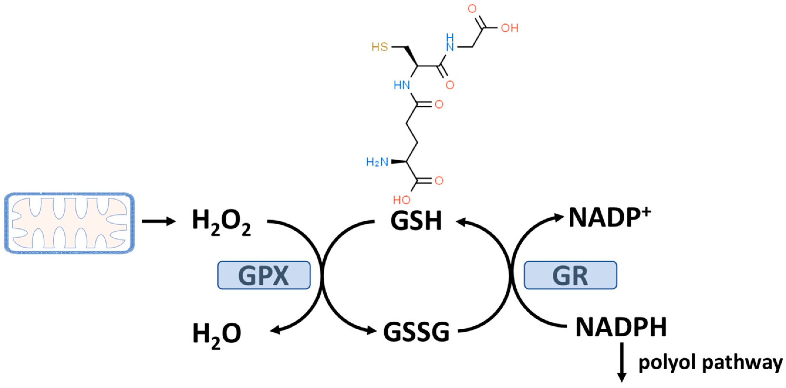 Oxygen 04 00021 g001