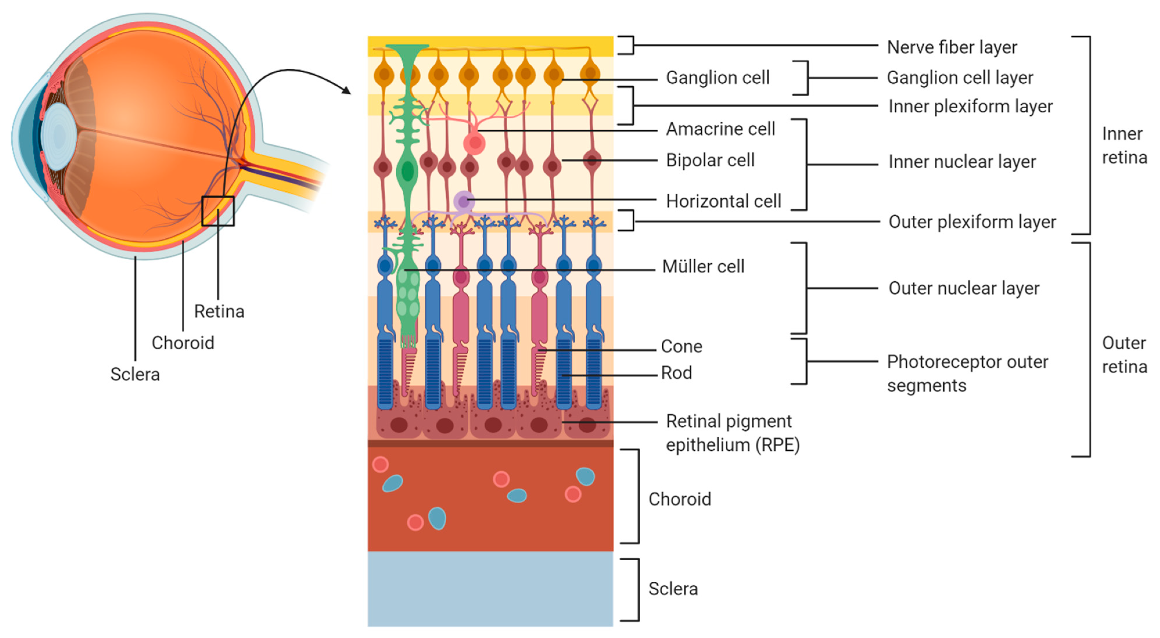 Parasitologia 01 00007 g001