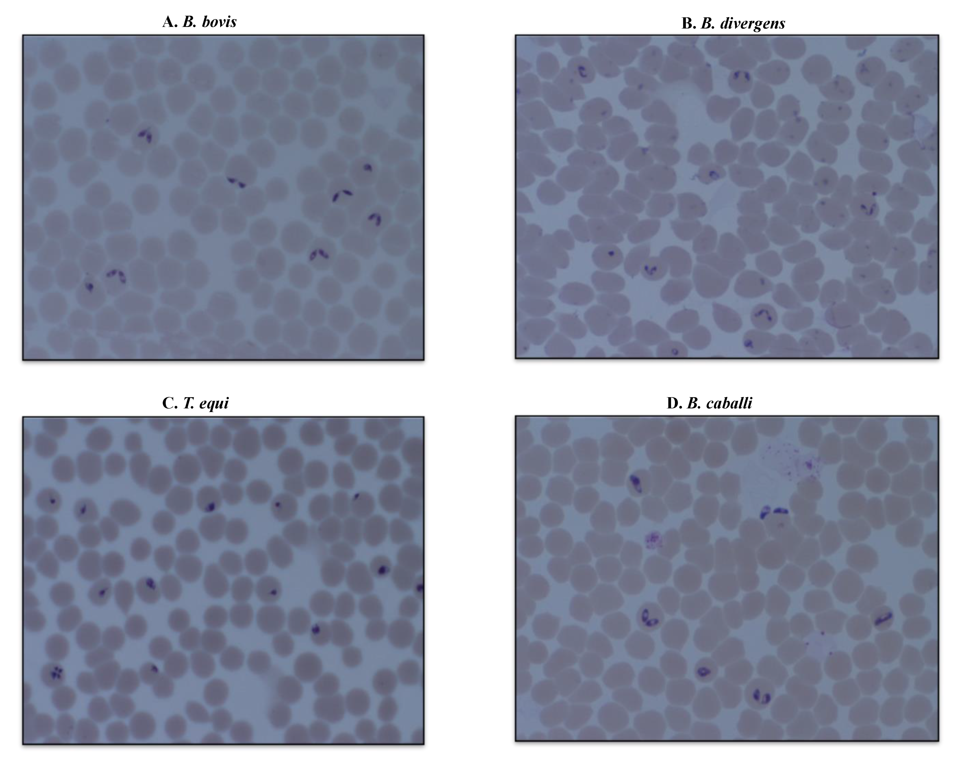 Parasitologia 01 00020 g003 Parasitologia 01 00020 g003
