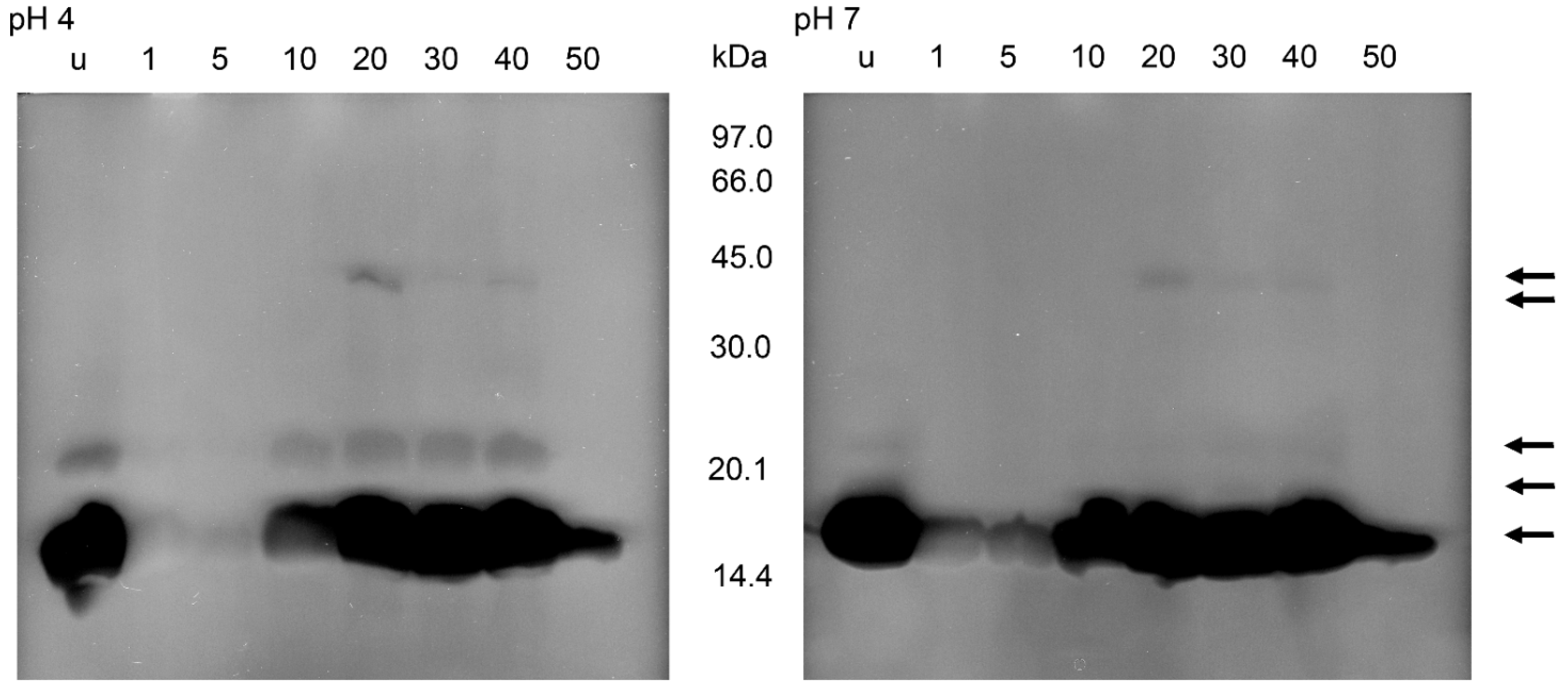 Parasitologia 02 00002 g006 550