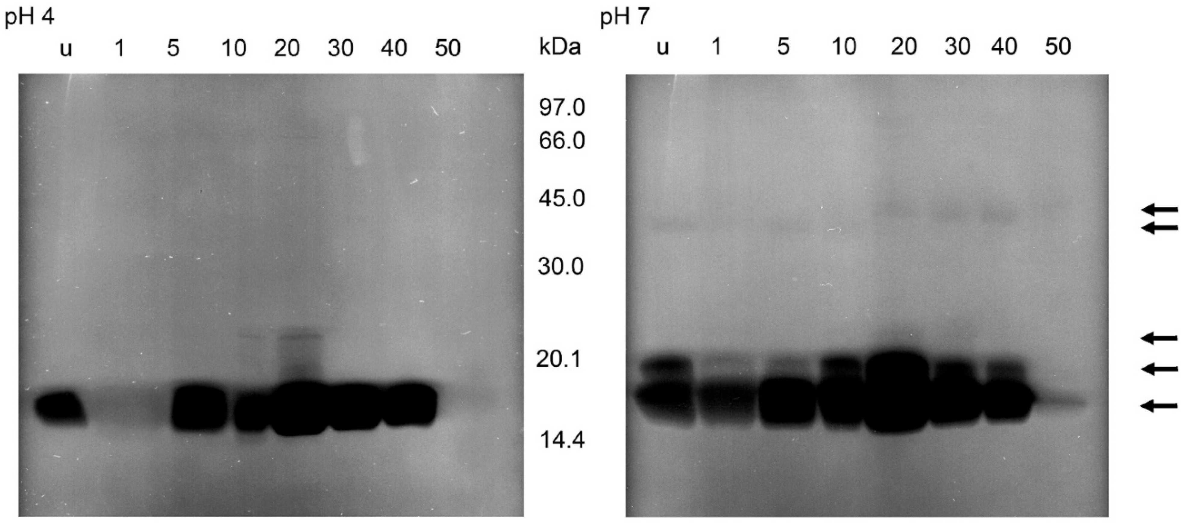 Parasitologia 02 00002 g007 550