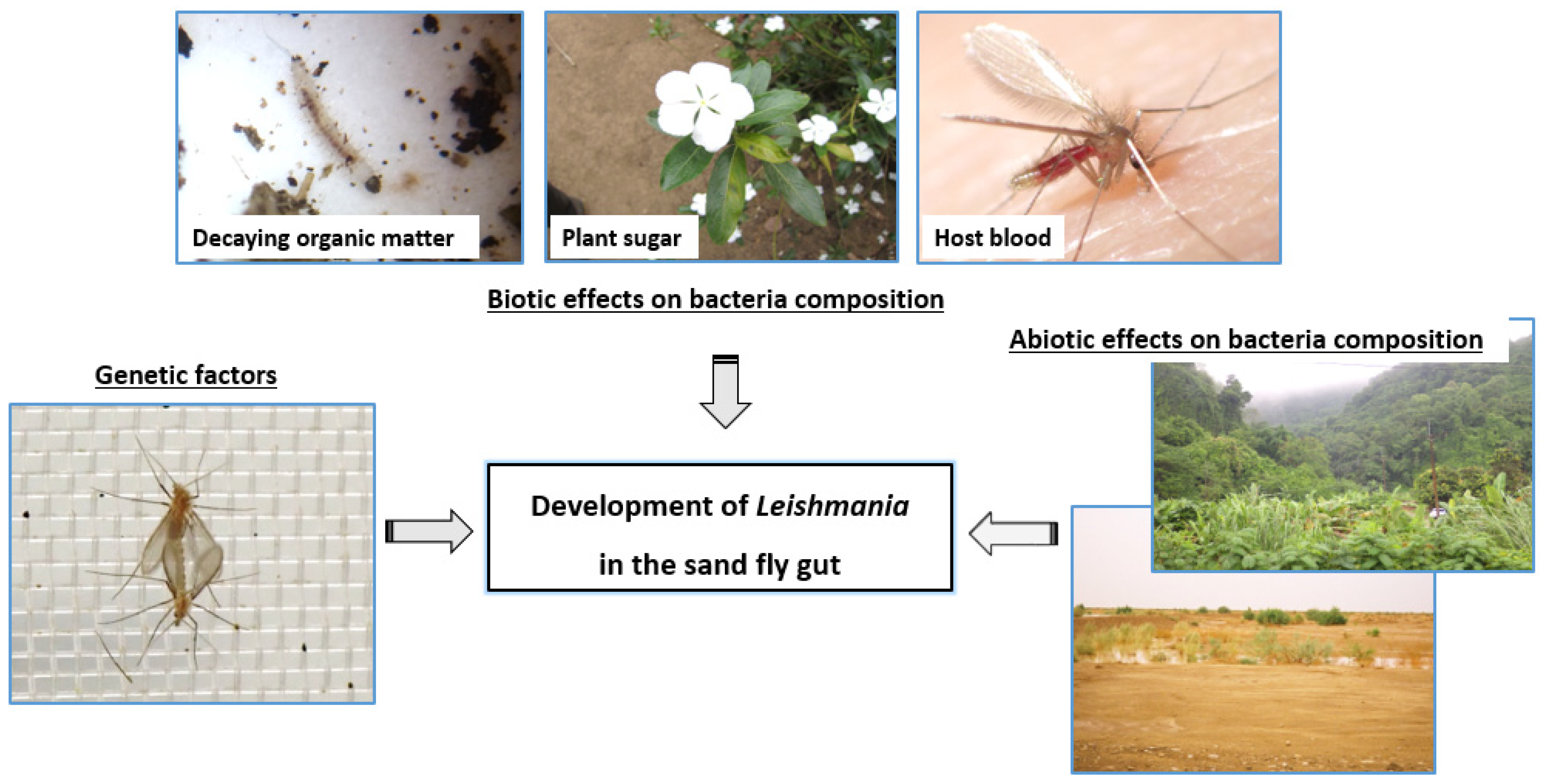 Parasitologia 02 00008 g002 Parasitologia 02 00008 g002