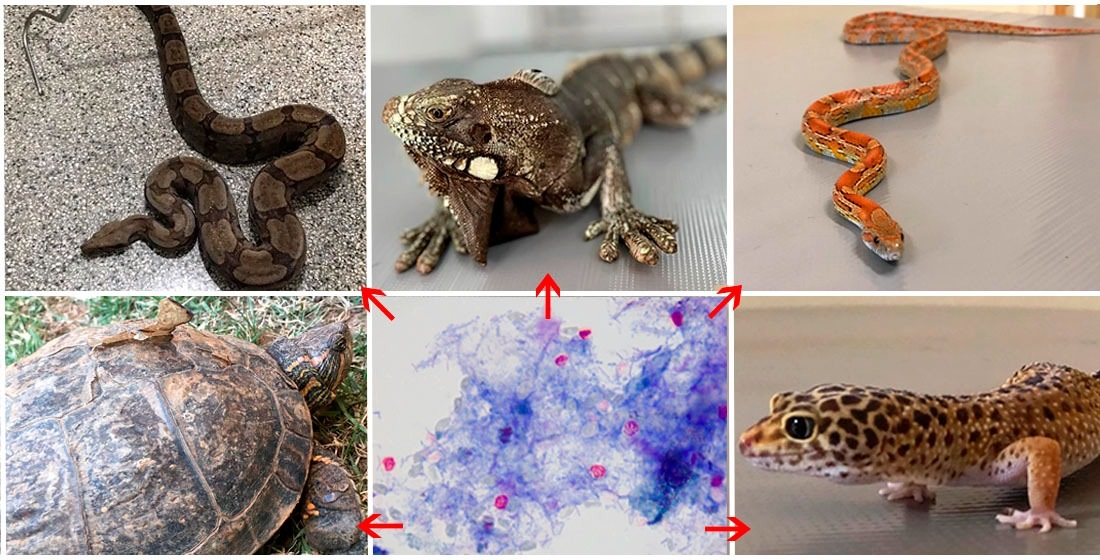 Parasitologia Free FullText Cryptosporidiosis in Reptiles from
