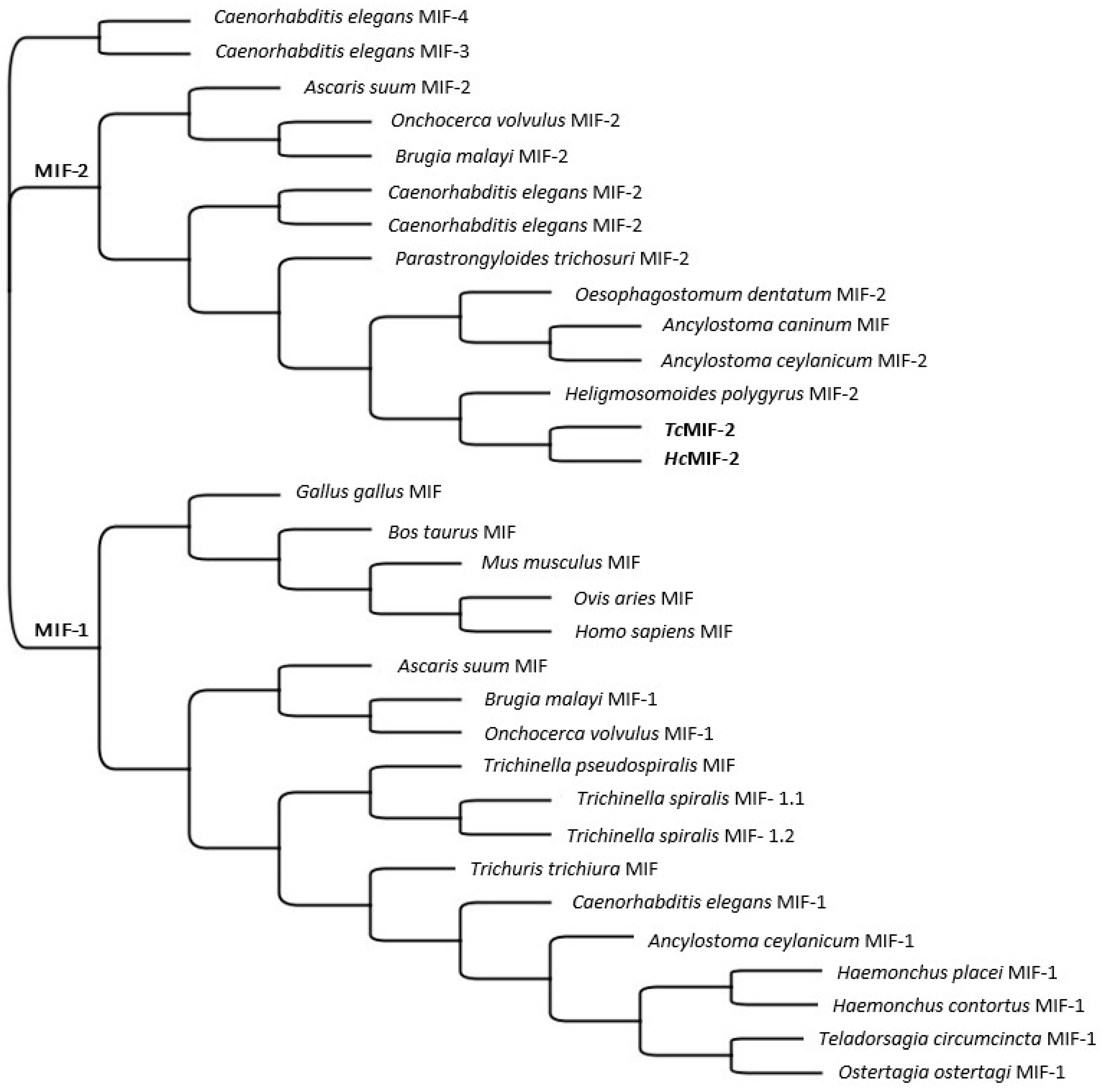Parasitologia 02 00028 g002 Parasitologia 02 00028 g002