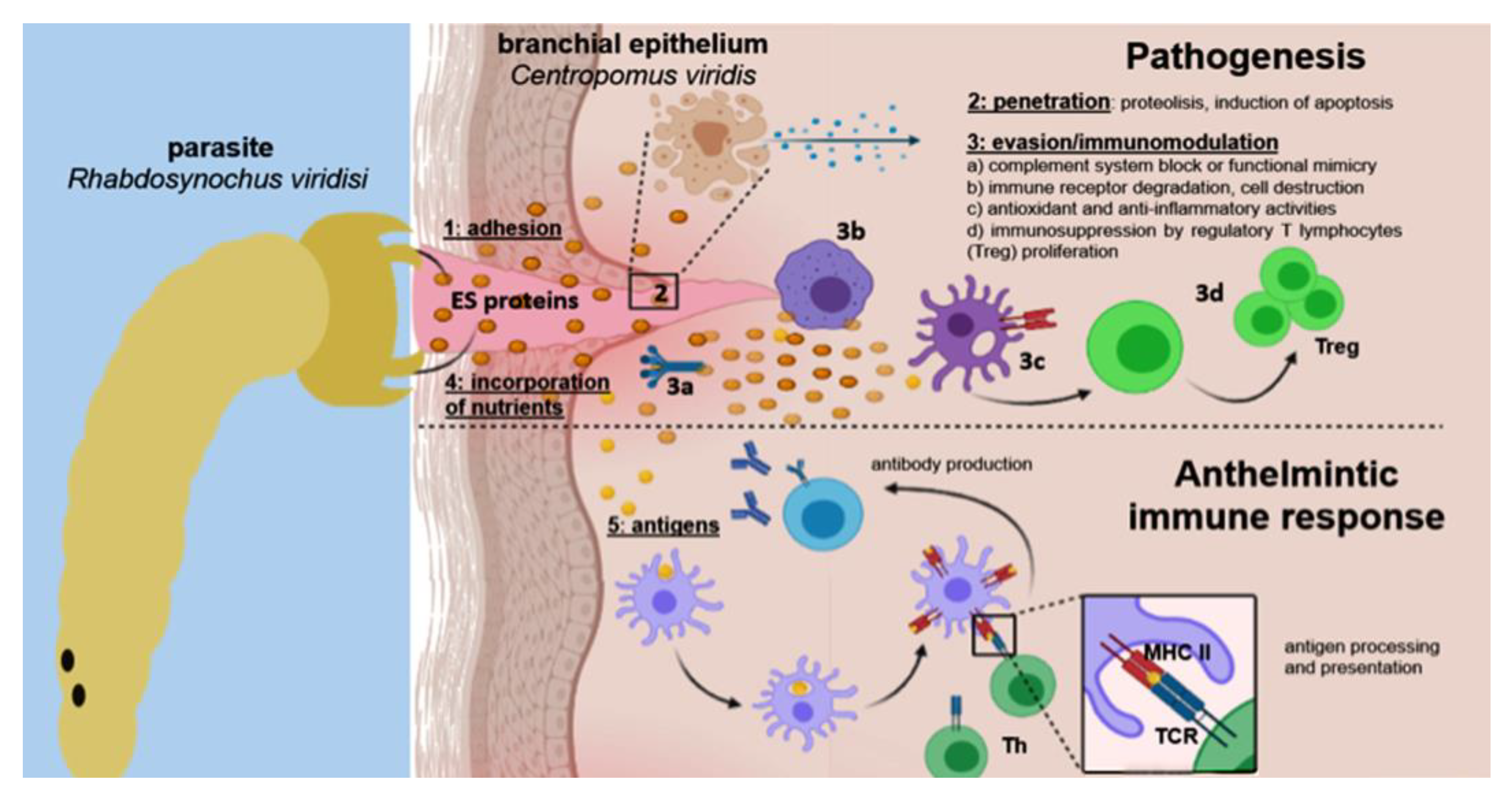 Parasitologia 03 00004 g004 Parasitologia 03 00004 g004