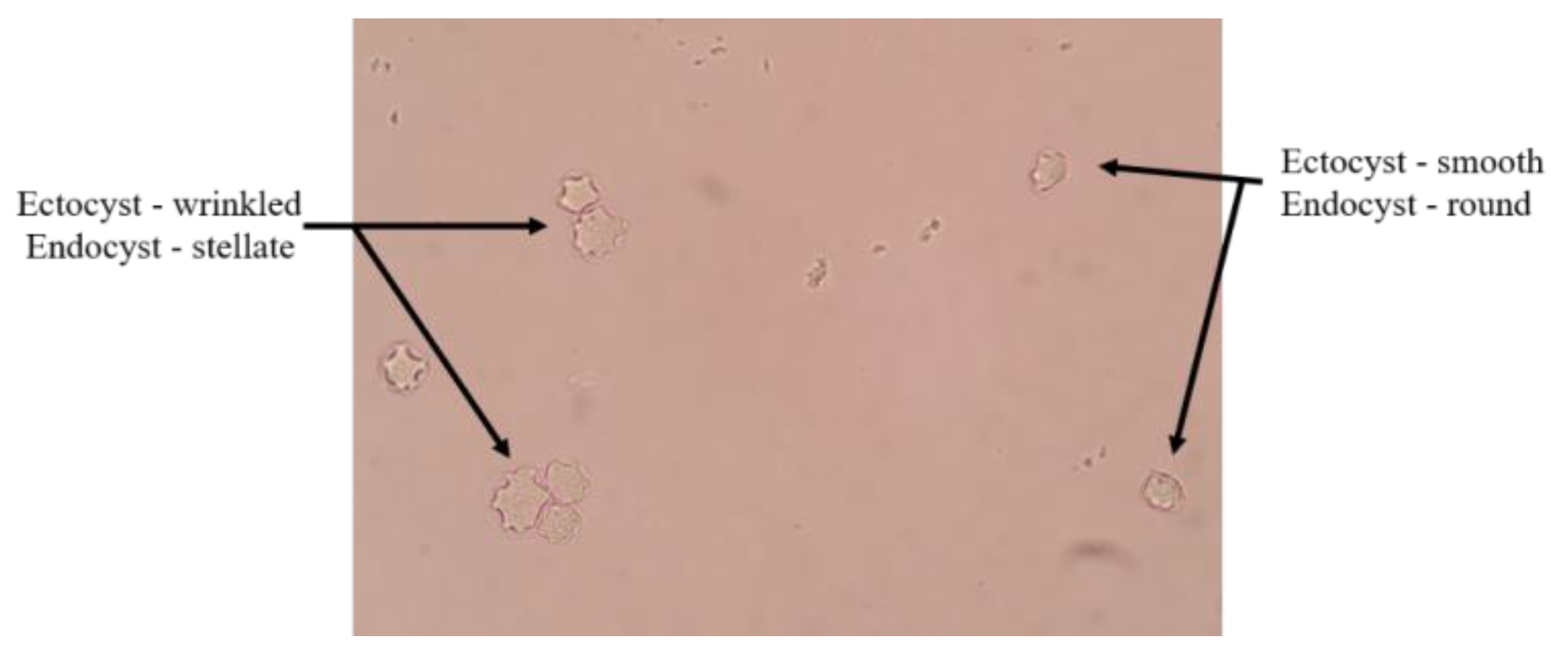Parasitologia 03 00009 g001 Parasitologia 03 00009 g001