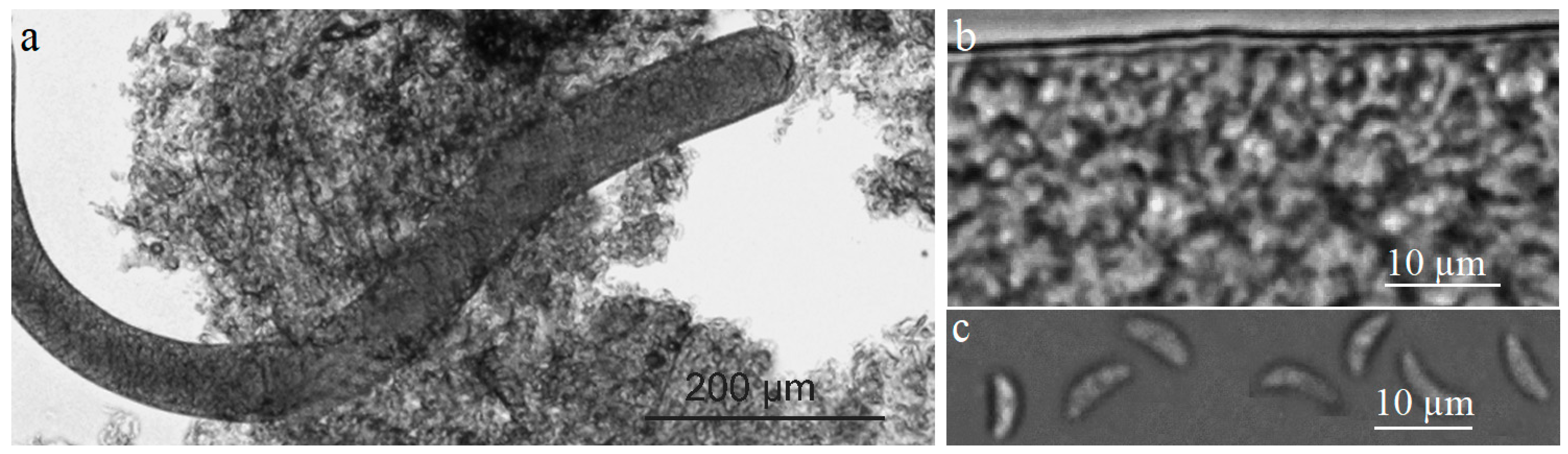 Parasitologia 03 00018 g001