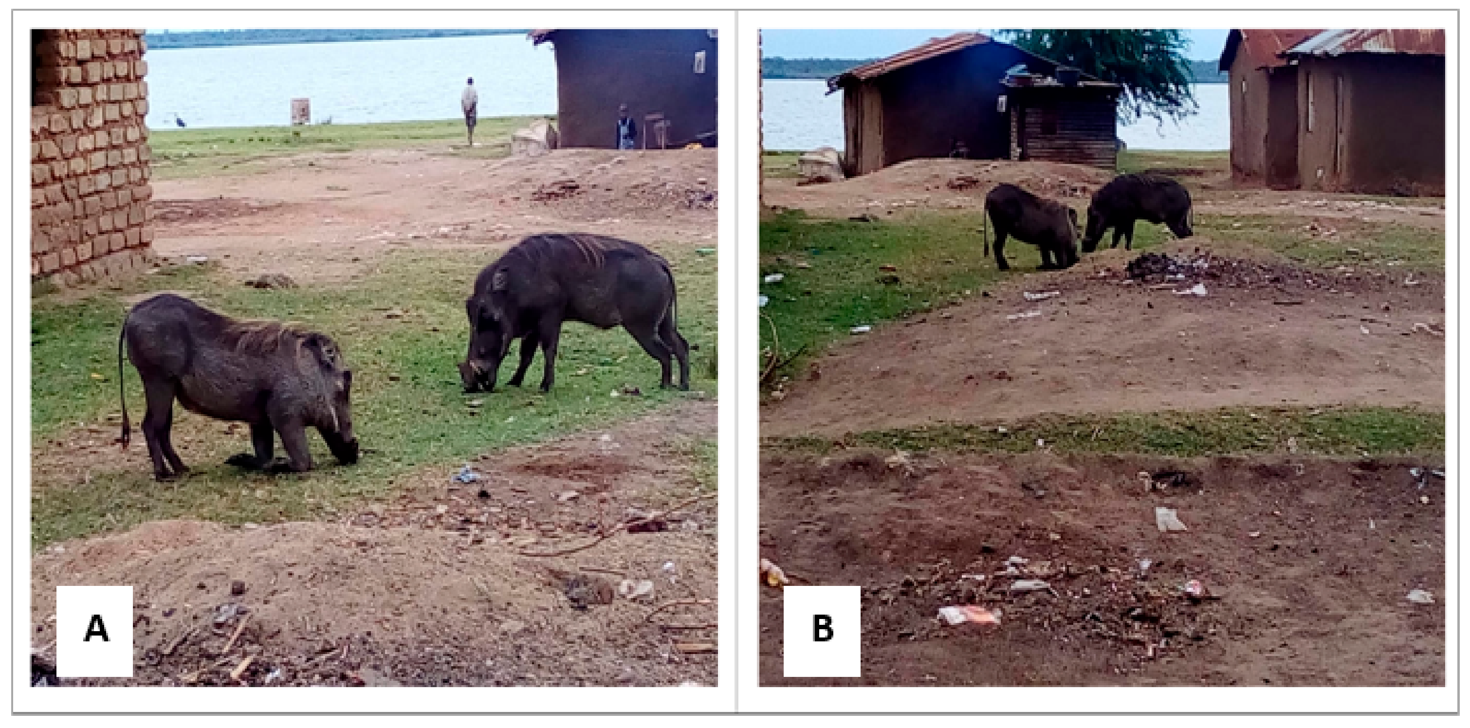 Parasitologia 03 00019 g002 Parasitologia 03 00019 g002