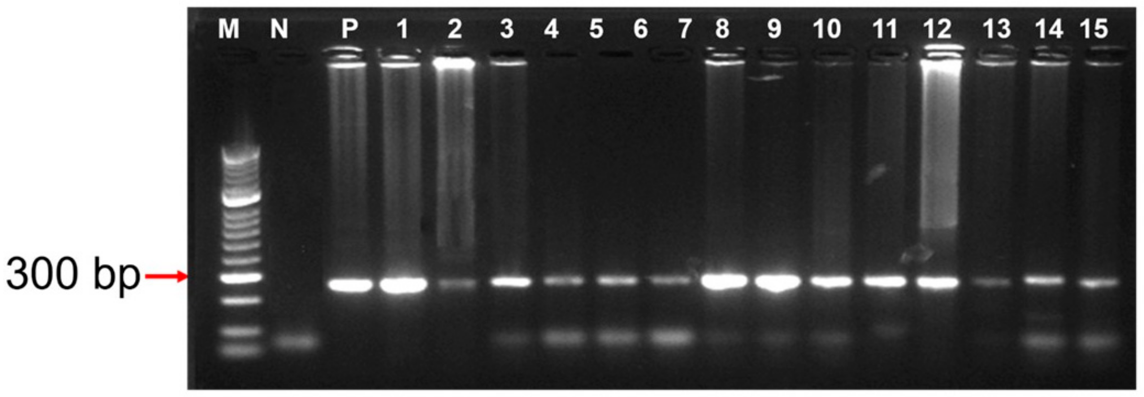Parasitologia 03 00019 g004 Parasitologia 03 00019 g004