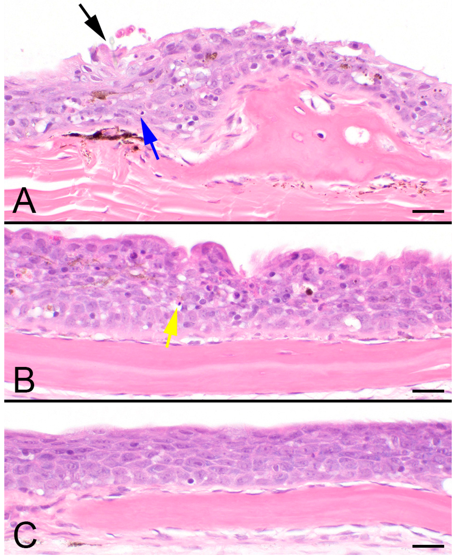 Parasitologia 03 00021 g001 Parasitologia 03 00021 g001