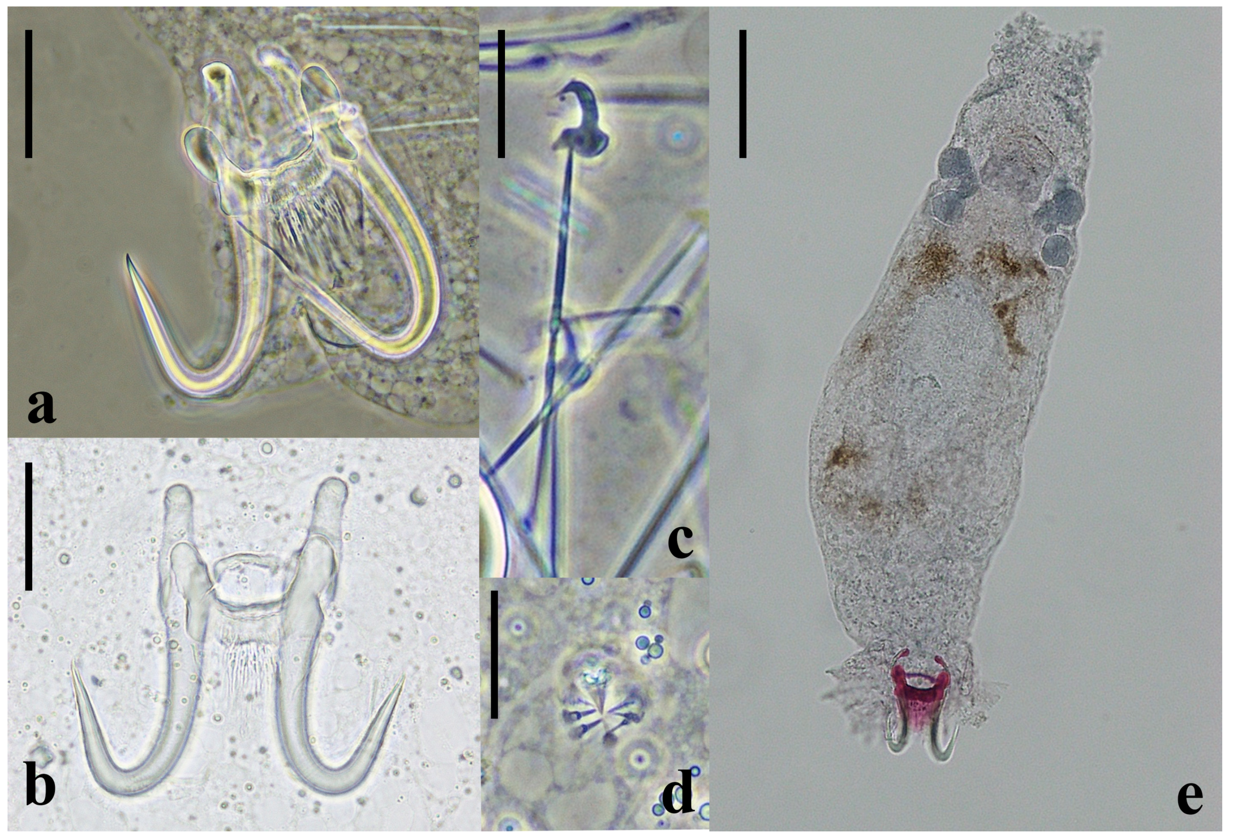 Parasitologia 03 00021 g003 Parasitologia 03 00021 g003