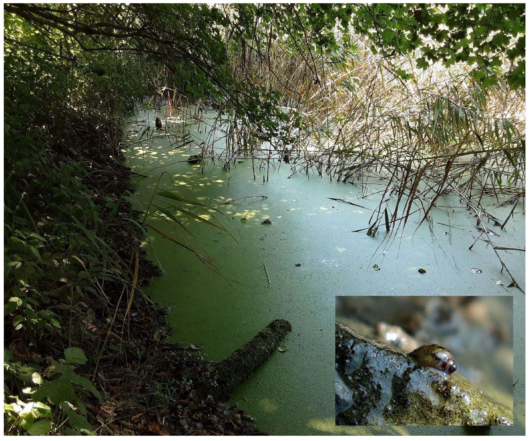 Parasitologia 03 00031 g002 Parasitologia 03 00031 g002