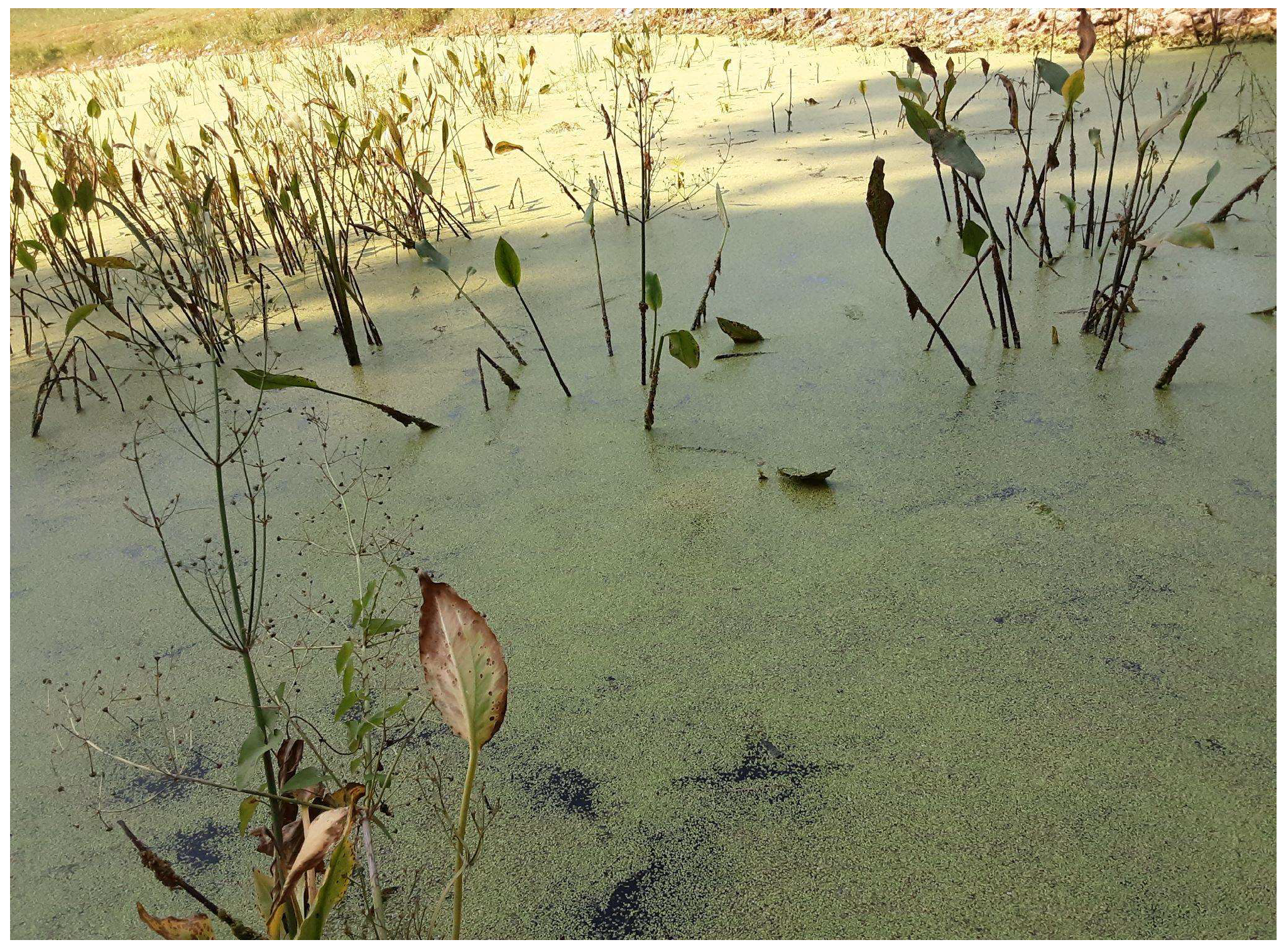 Parasitologia 03 00031 g008 Parasitologia 03 00031 g008