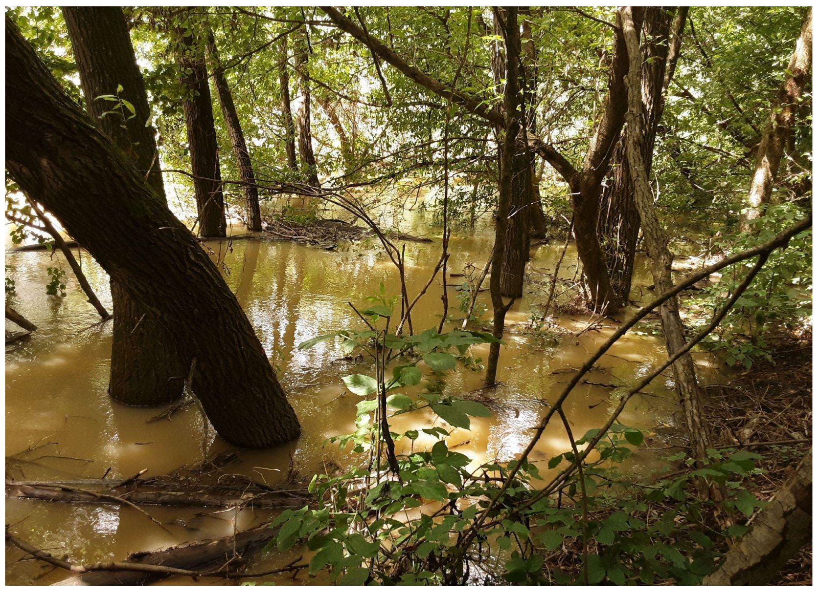 Parasitologia 03 00031 g009 Parasitologia 03 00031 g009