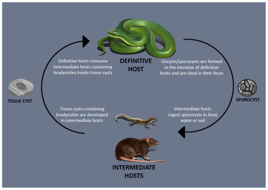 Parasitologia, Free Full-Text