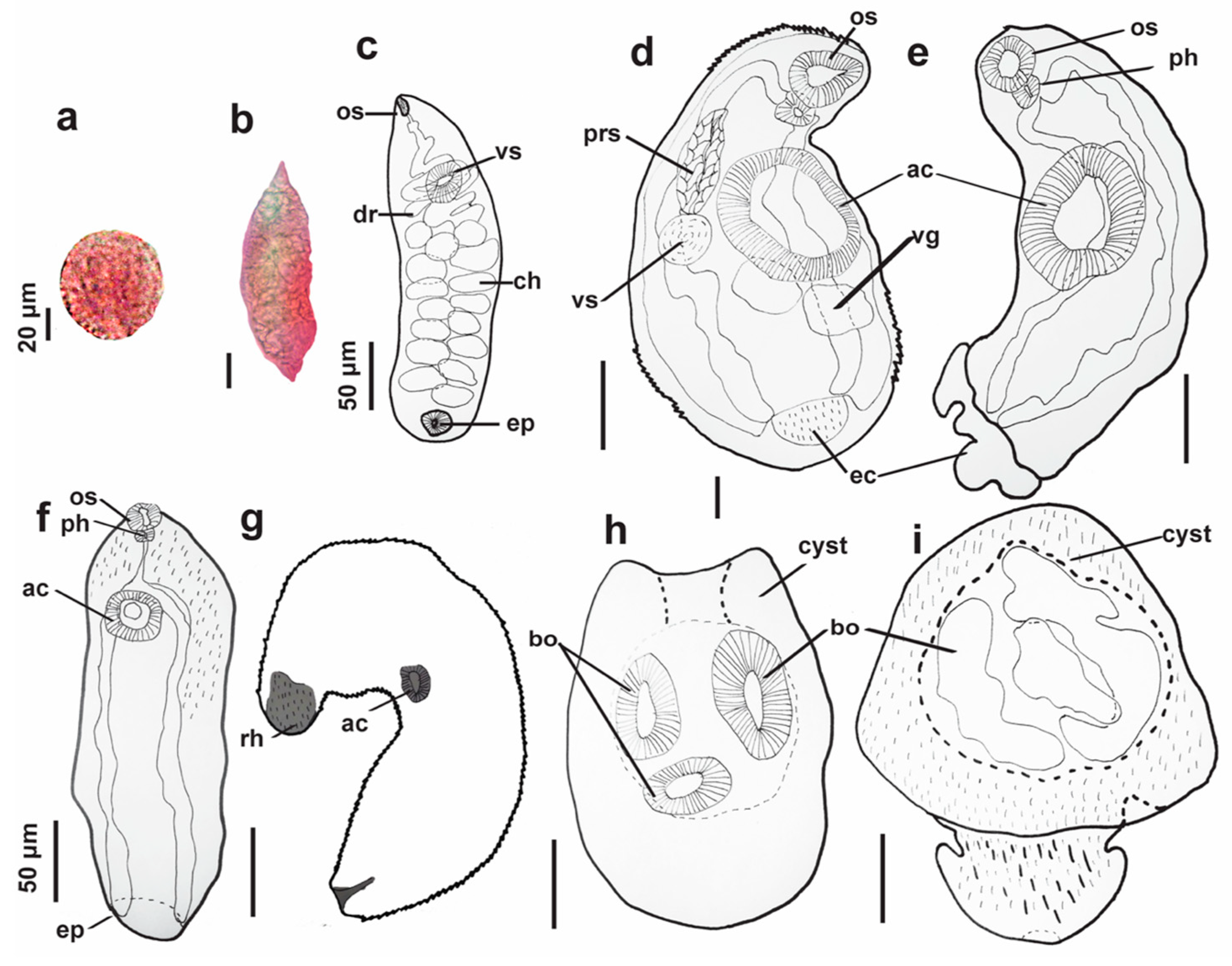 Parasitologia 04 00021 g002 Parasitologia 04 00021 g002