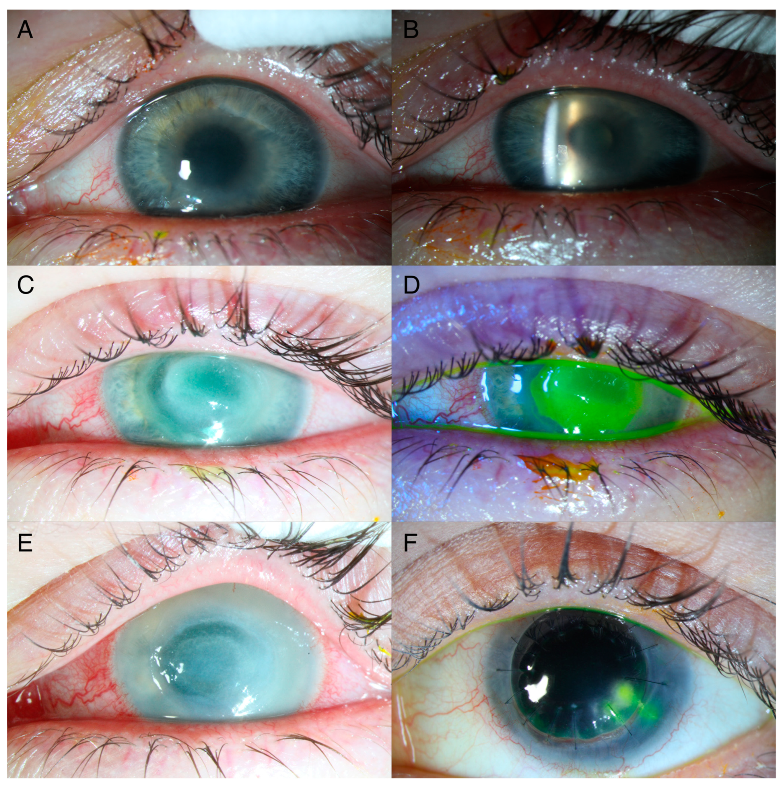 Parasitologia 04 00026 g001