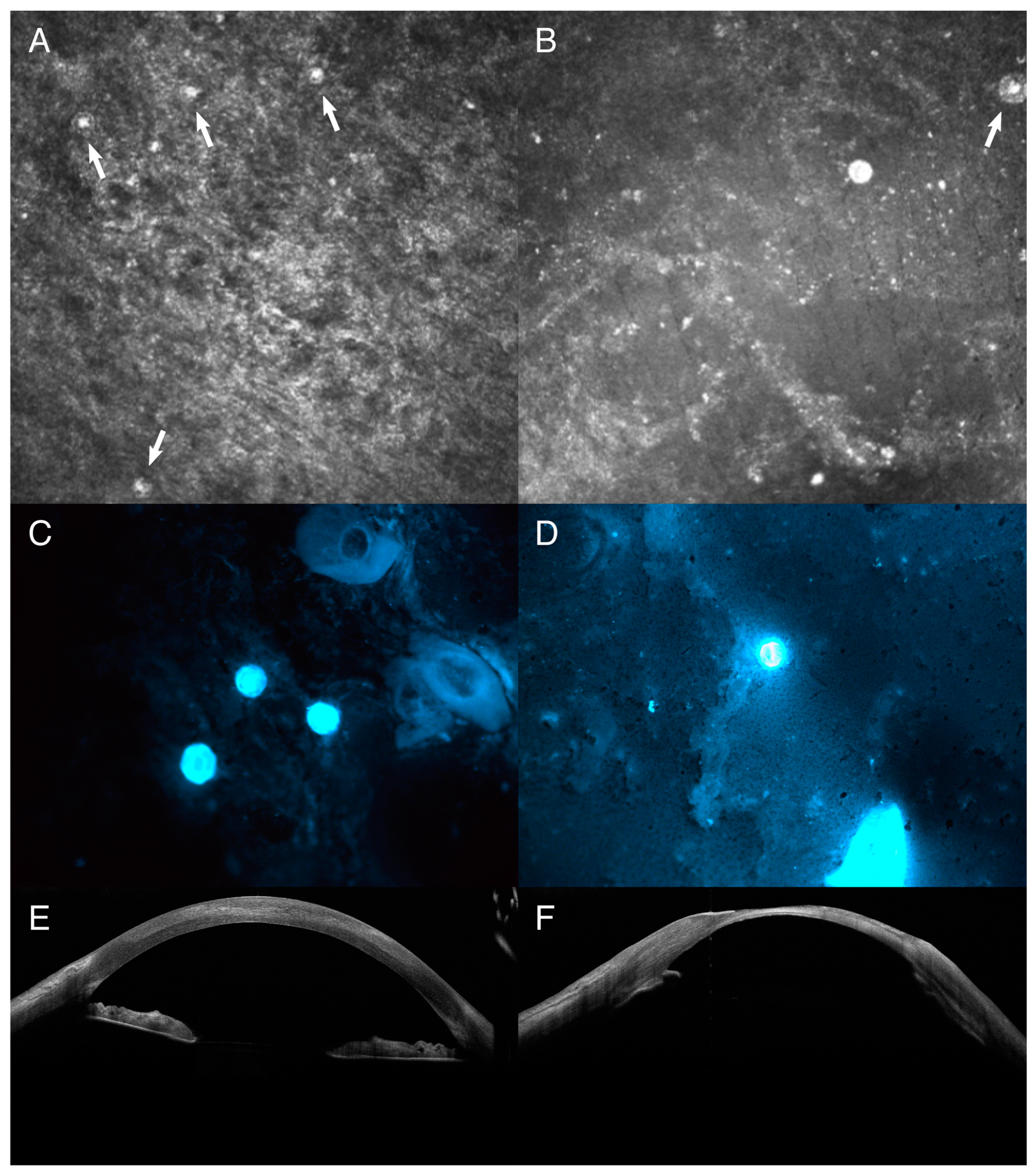 Parasitologia 04 00026 g002