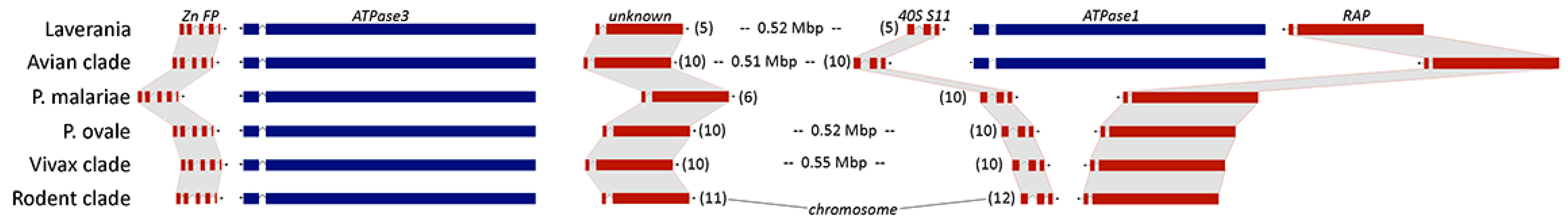Parasitologia 05 00006 g003