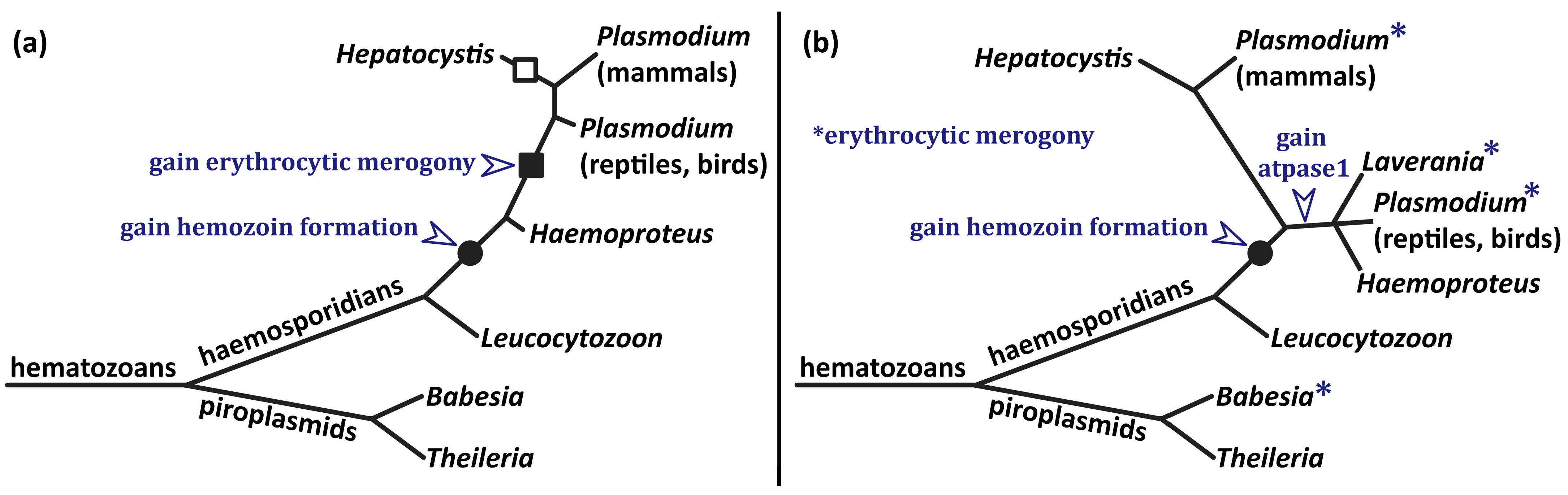 Parasitologia 05 00006 g006