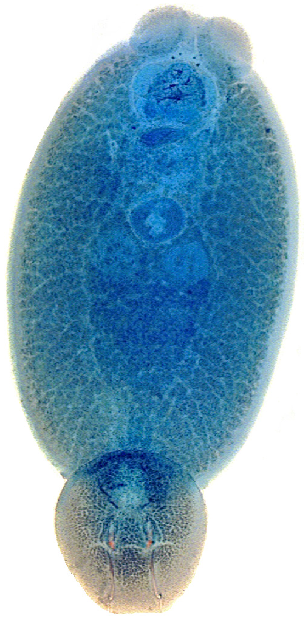 Parasitologia 05 00016 g001