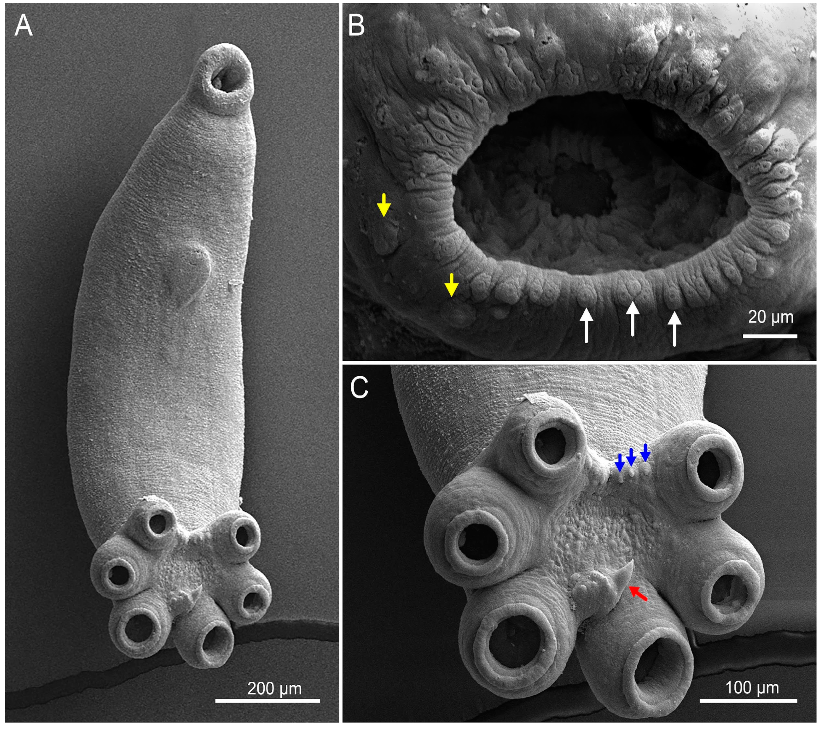 Parasitologia 05 00017 g003